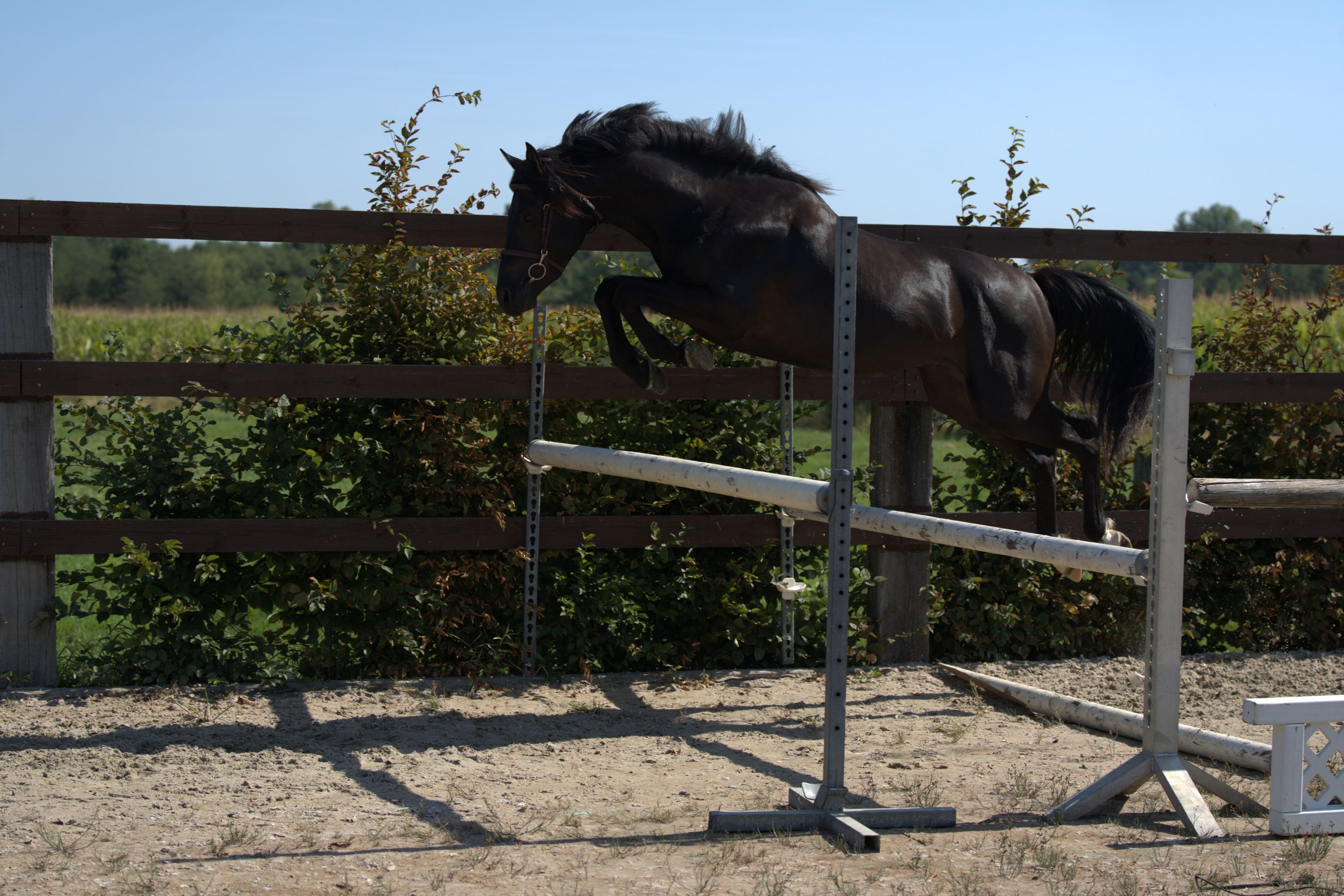 bwp allround-pony hengst 3 years old zwart for sale - Photo 4