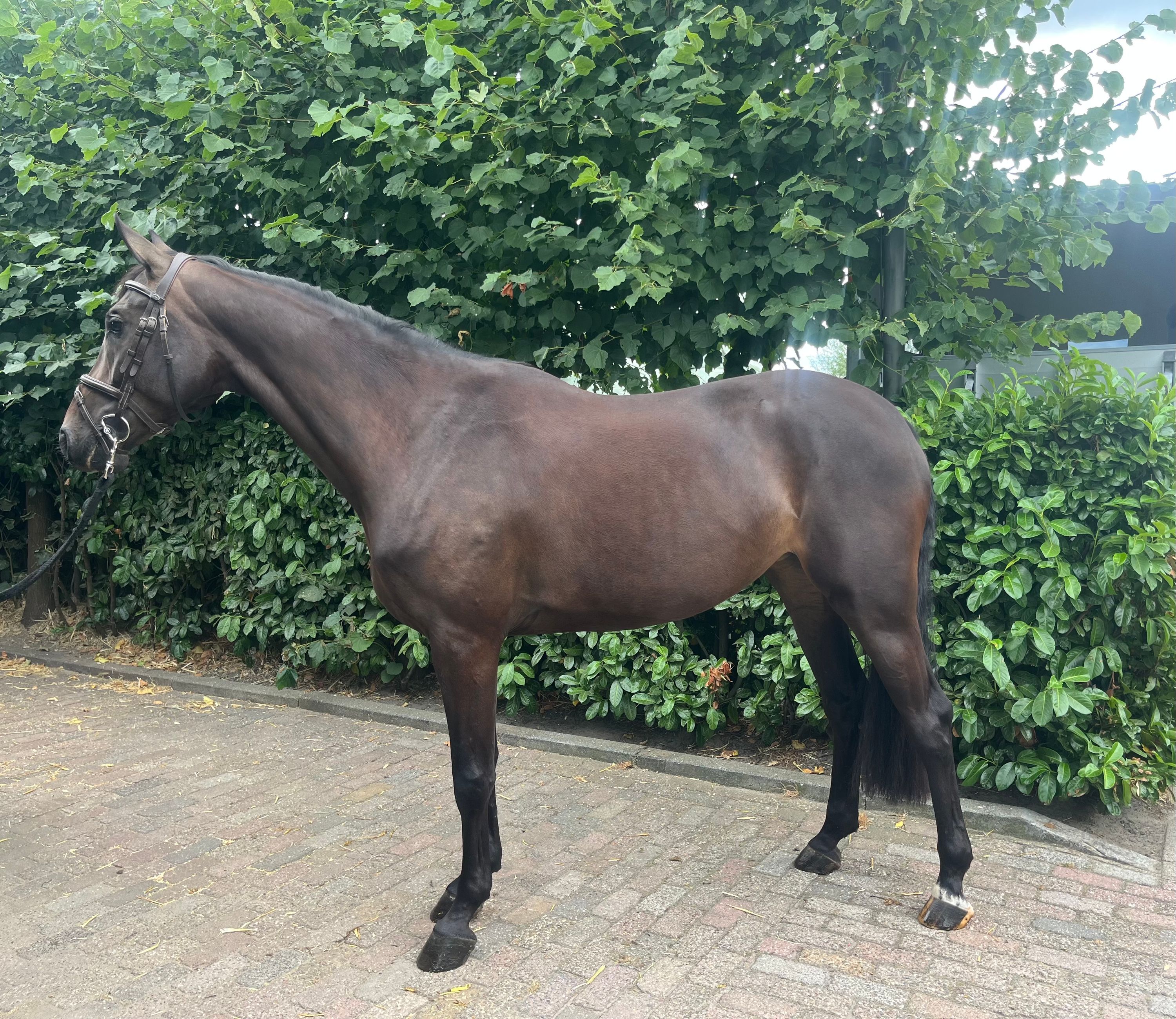 Knappe nuchtere 4 jarige merrie Defender x Latour x Spartacus 