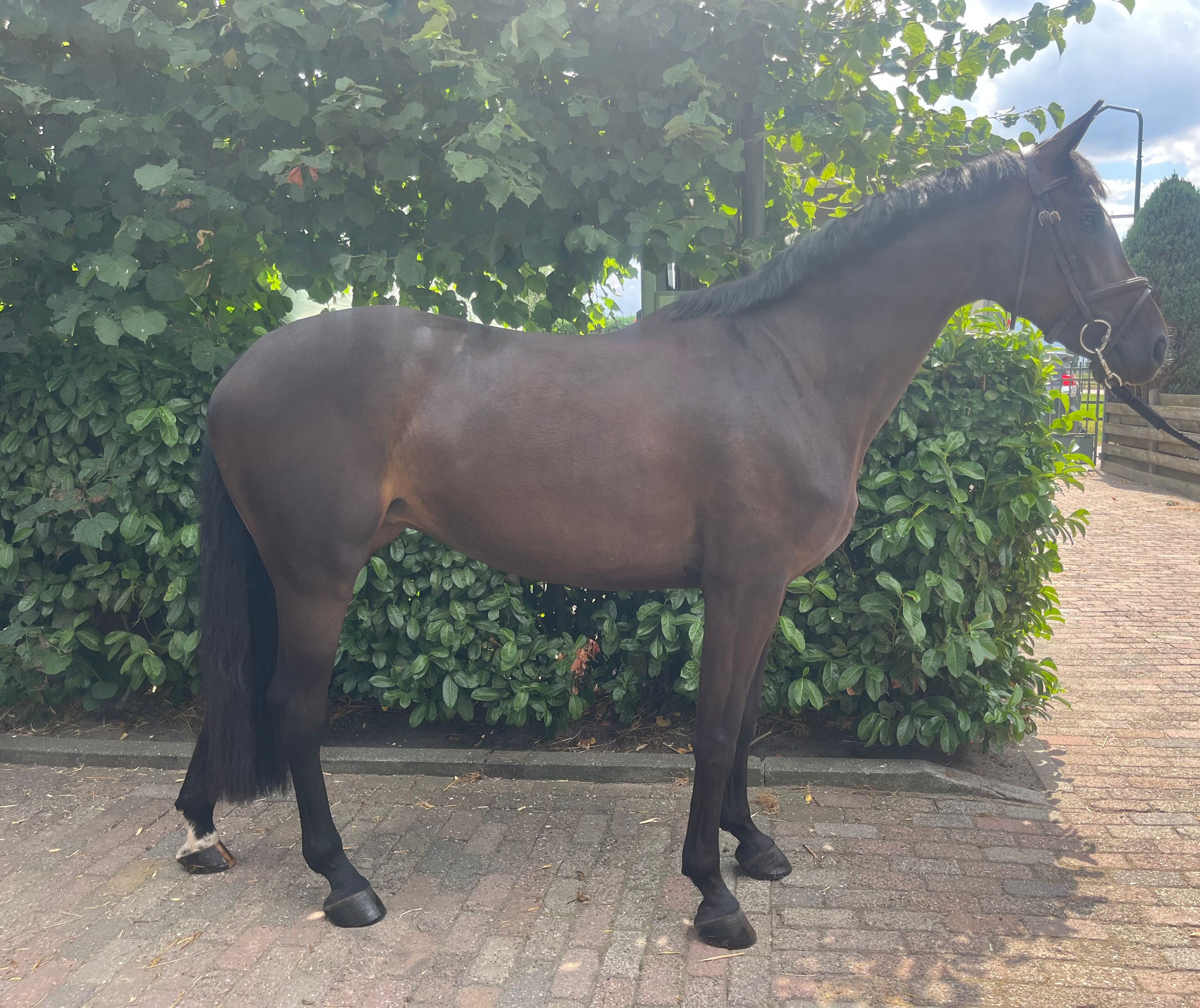 kwpn springpaard merrie 4 jaar donkerbruin te koop - Foto 2