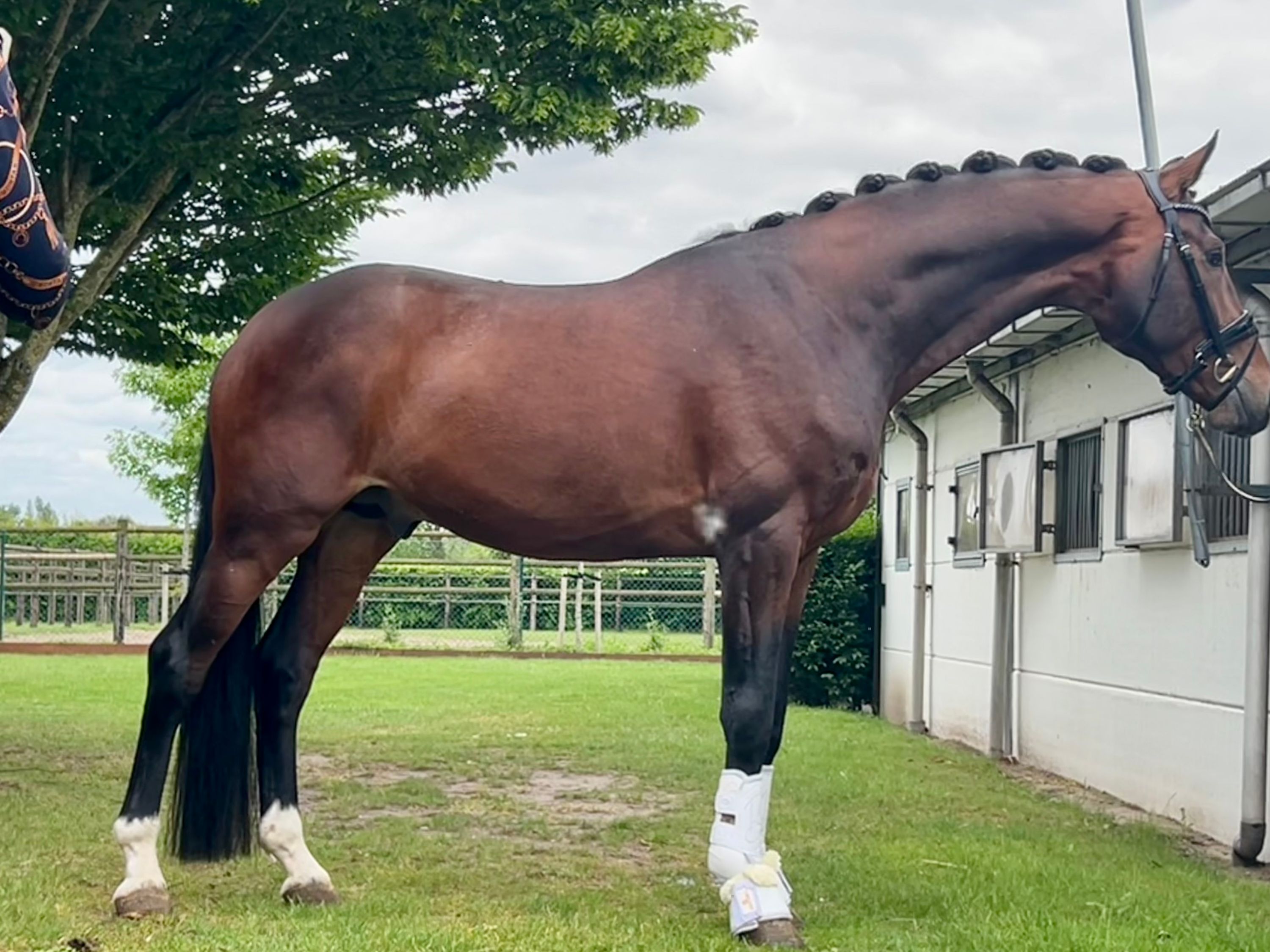 oldenburg dressuurpaard hengst 4 let kastanje na prodej - Foto 2