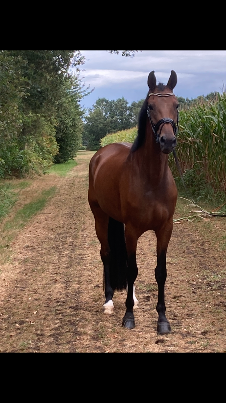 Prachtige, lieve, chique dressuurmerrie 
