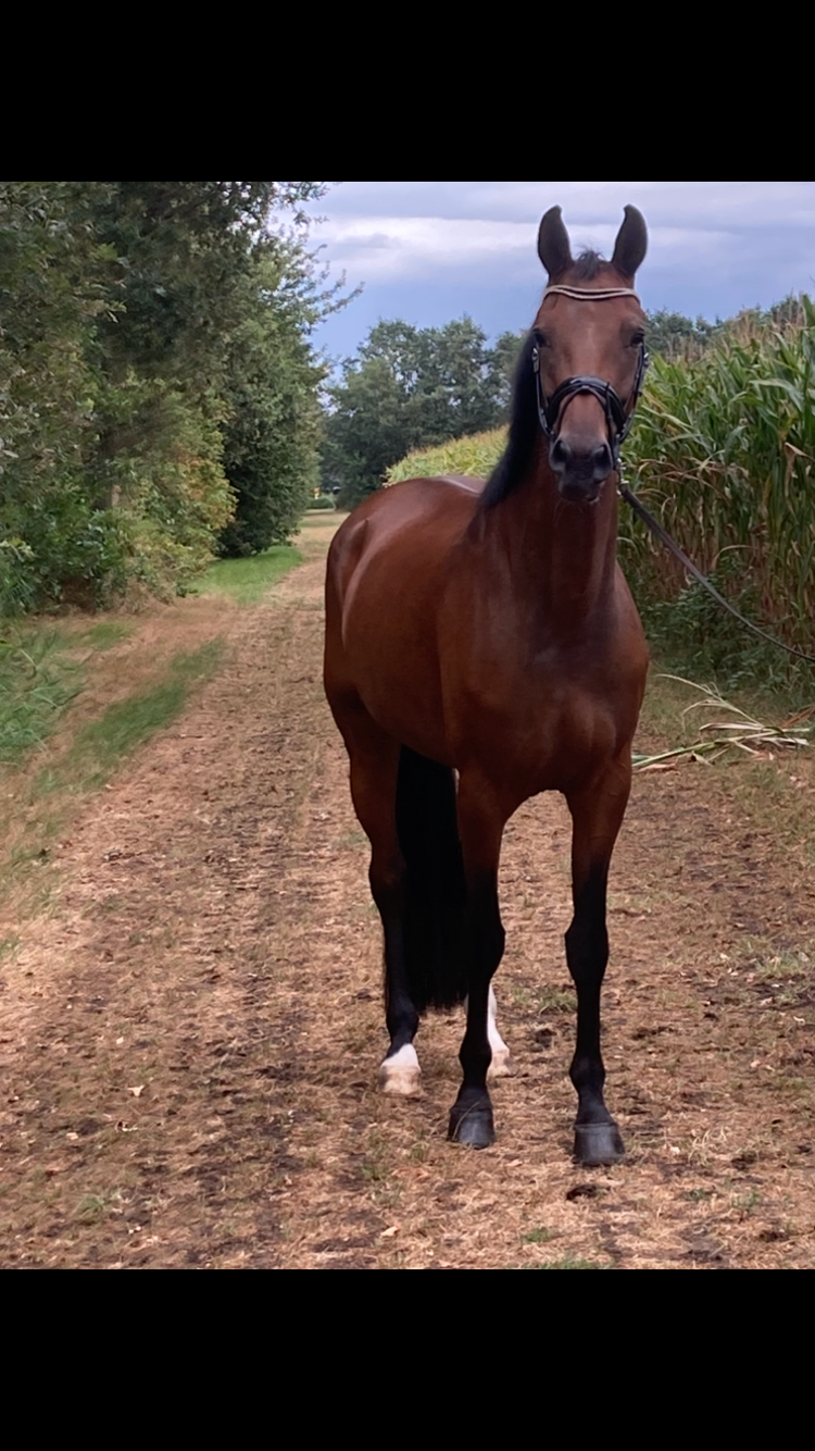 kwpn dressuurpaard merrie 5 jaar bruin te koop - Foto 4