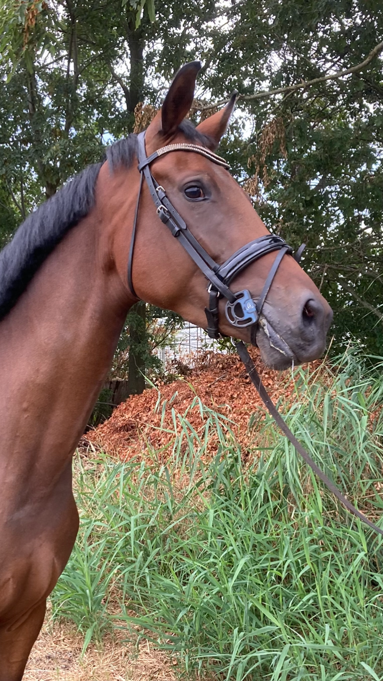 kwpn dressuurpaard merrie 5 jaar bruin te koop - Foto 3
