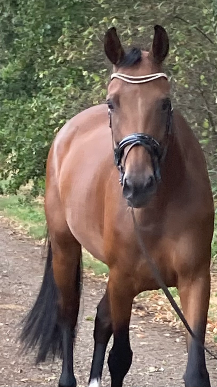 kwpn dressuurpaard merrie 5 jaar bruin te koop - Foto 5