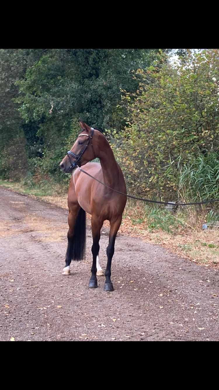 kwpn dressuurpaard merrie 5 jaar bruin te koop - Foto 2