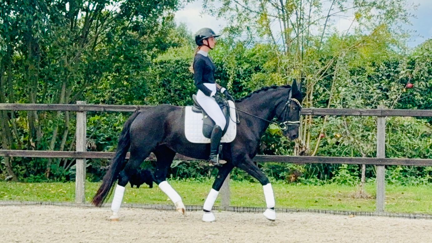 Super beautiful talented sport pony