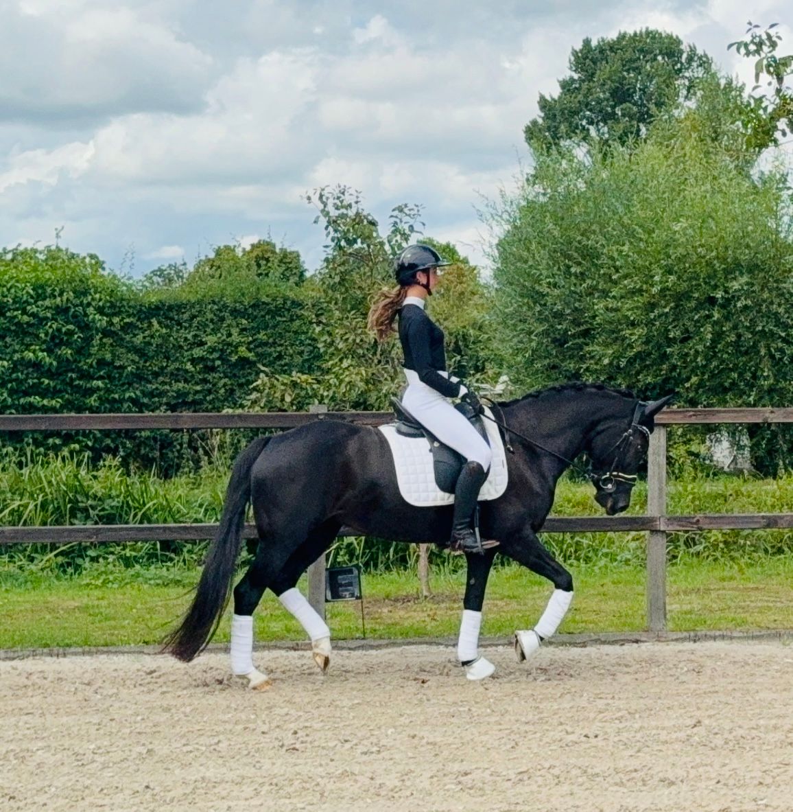 new-forest dressuurpony merrie 9 years old zwart for sale - Photo 2