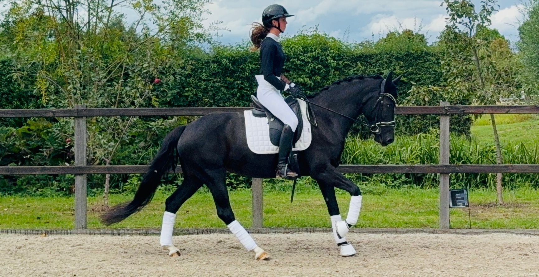new-forest dressuurpony merrie 9 years old zwart for sale - Photo 3