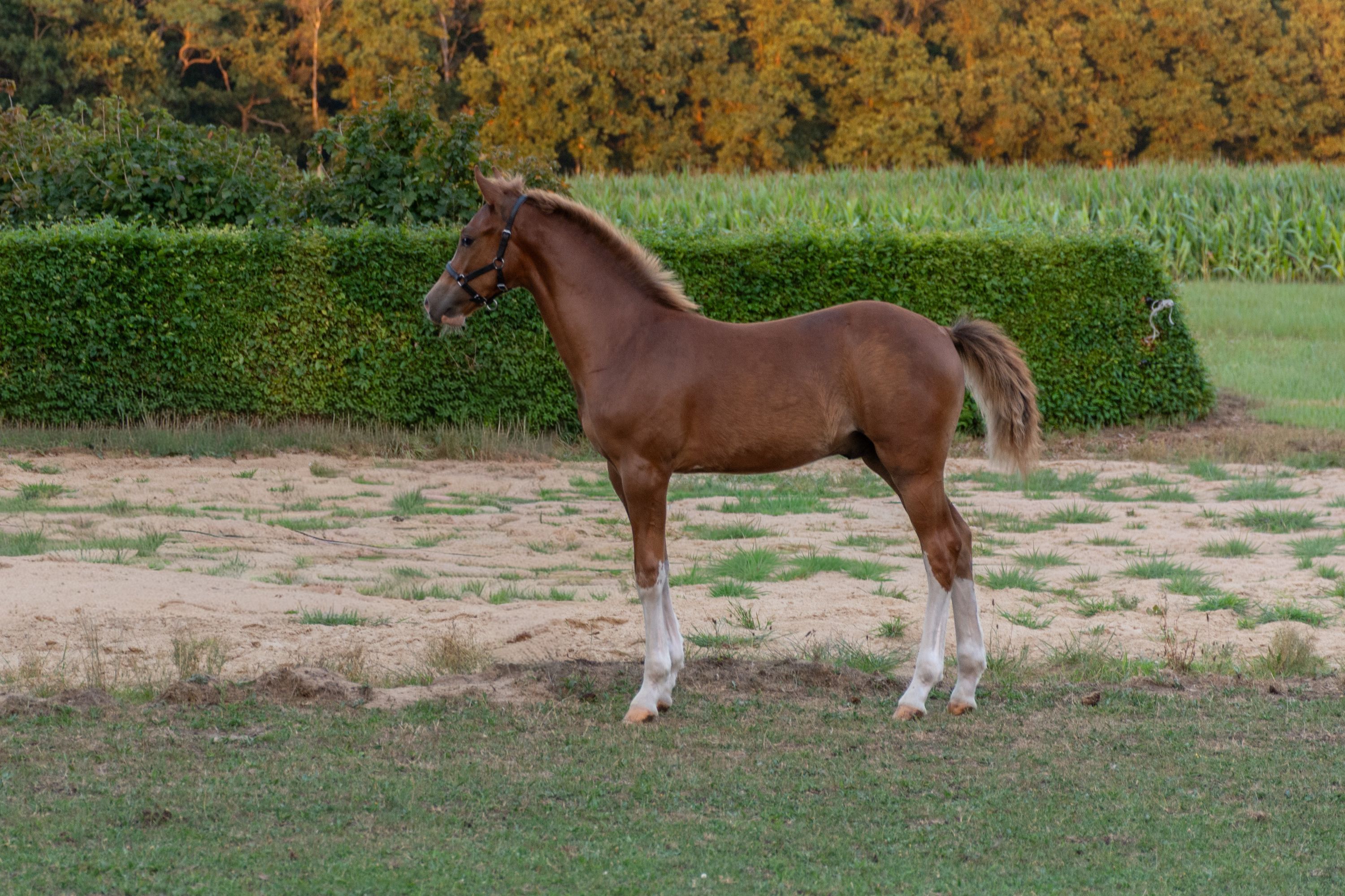 Large, 1st premium New Forest stallion foal.