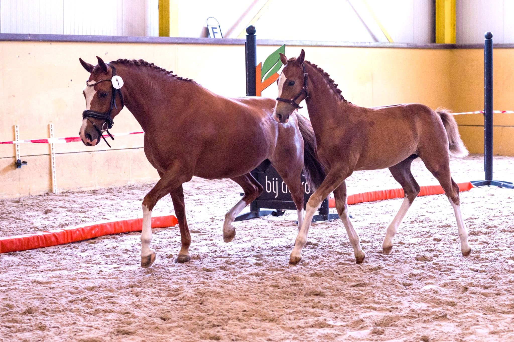 new-forest allround-pony hengst 0 years old vos for sale - Photo 2
