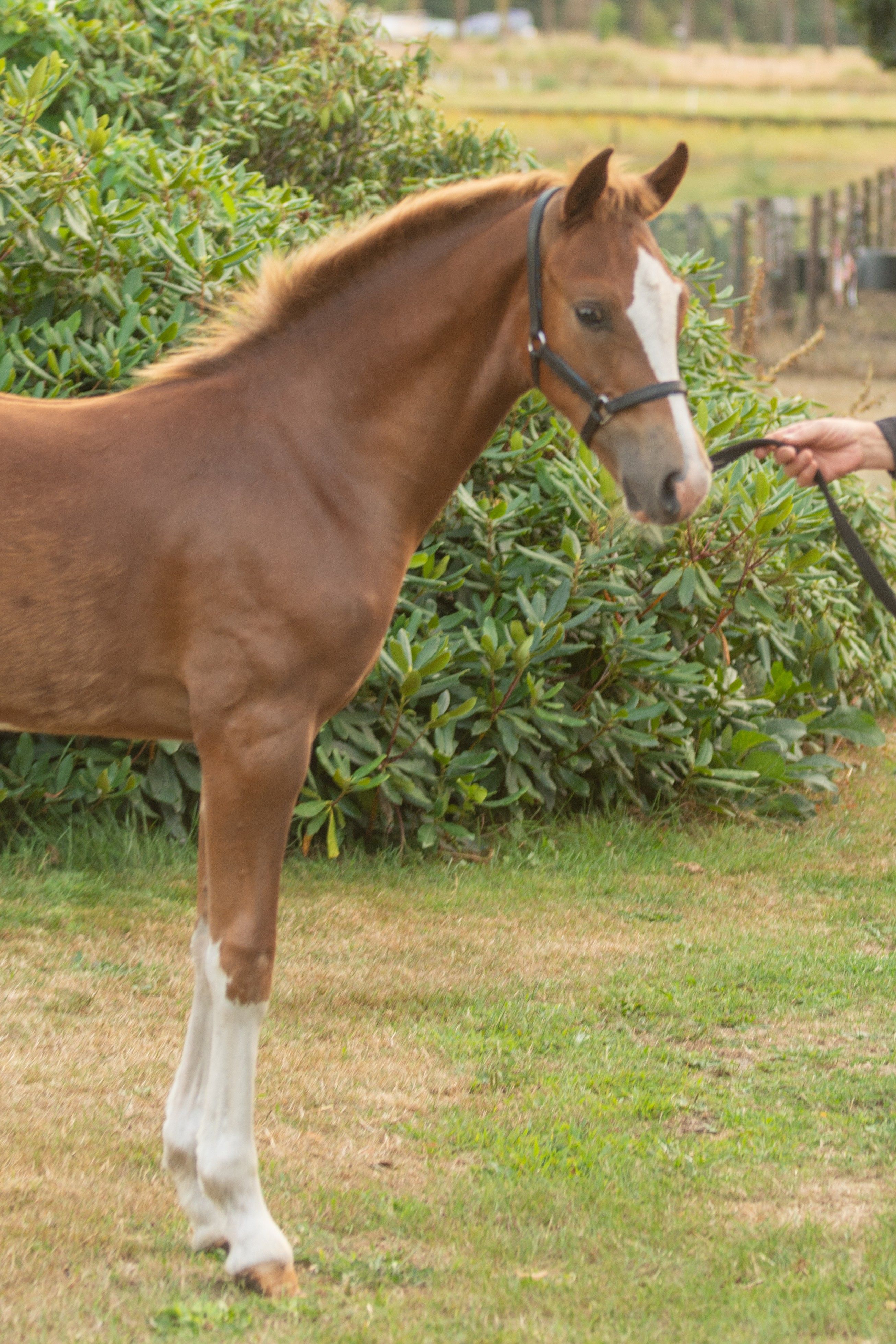 new-forest allround-pony hengst 0 years old vos for sale - Photo 3