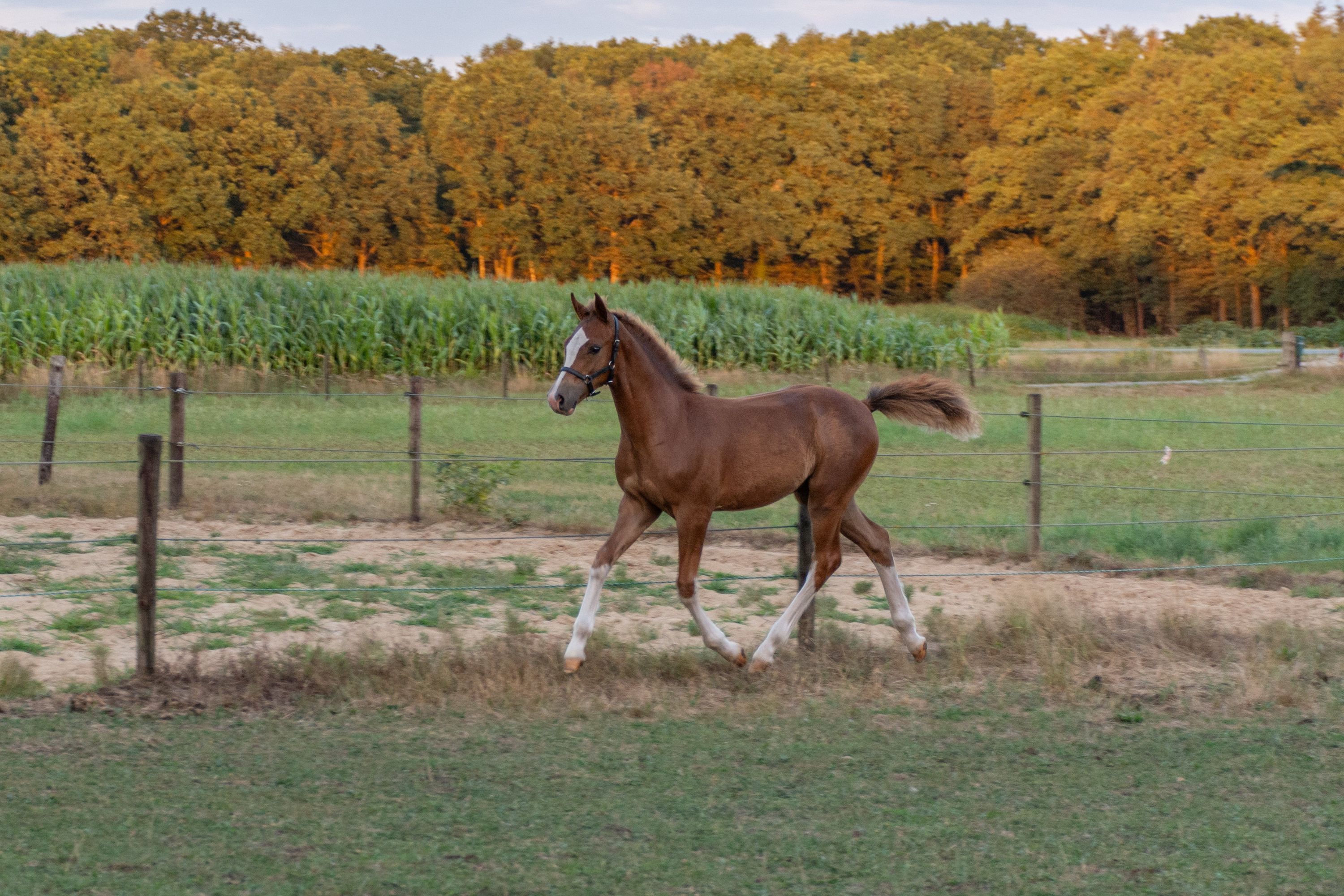 new-forest allround-pony hengst 0 years old vos for sale - Photo 4