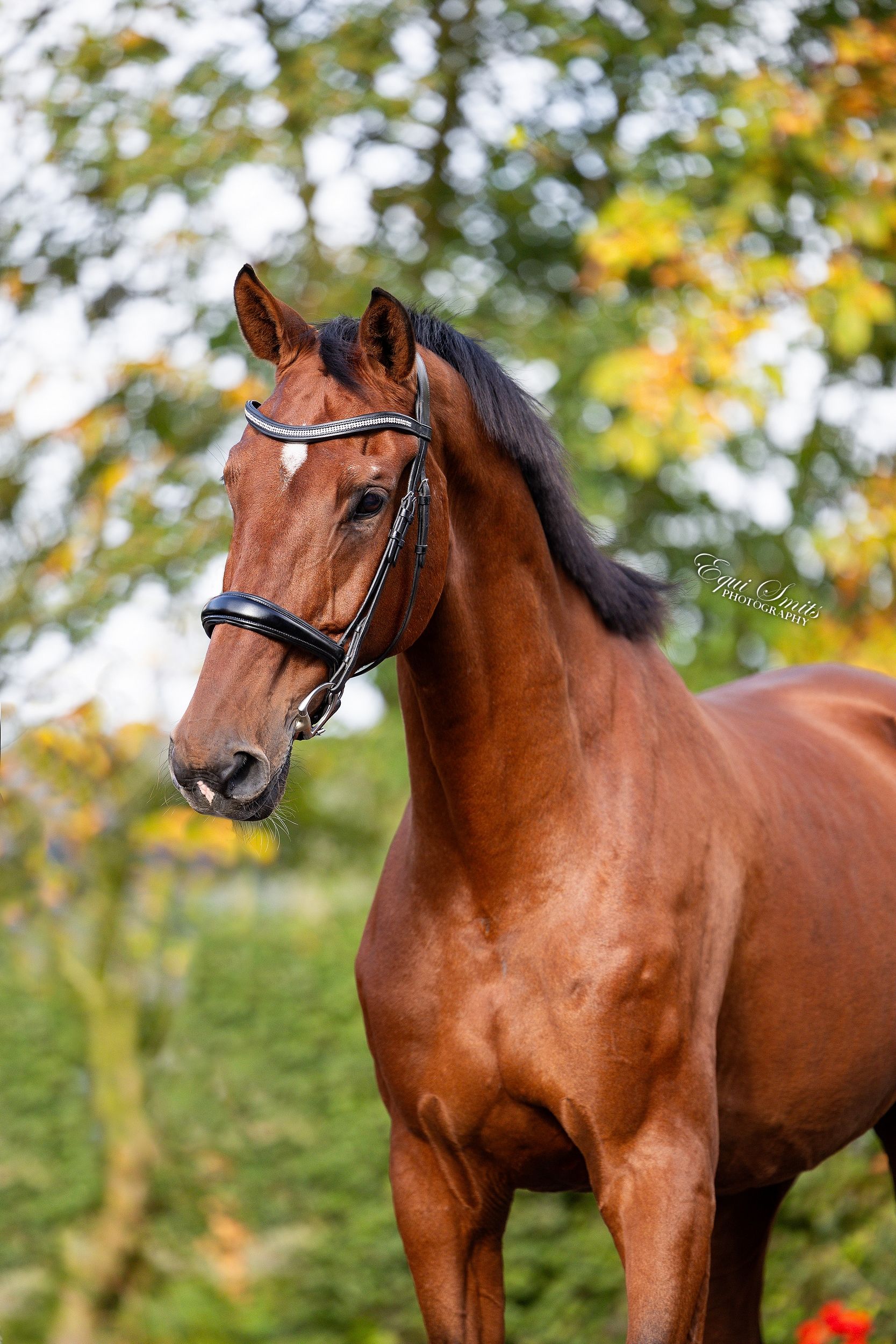 kwpn dressuurpaard ruin 15 jaar bruin te koop - Foto 4