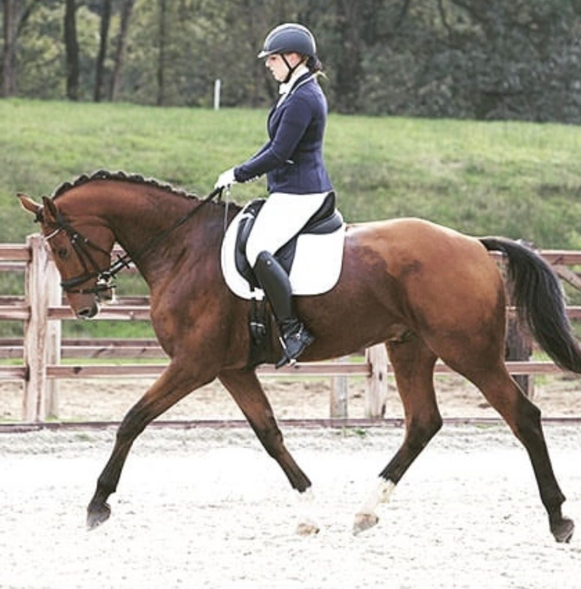kwpn dressuurpaard ruin 15 jaar bruin te koop - Foto 3