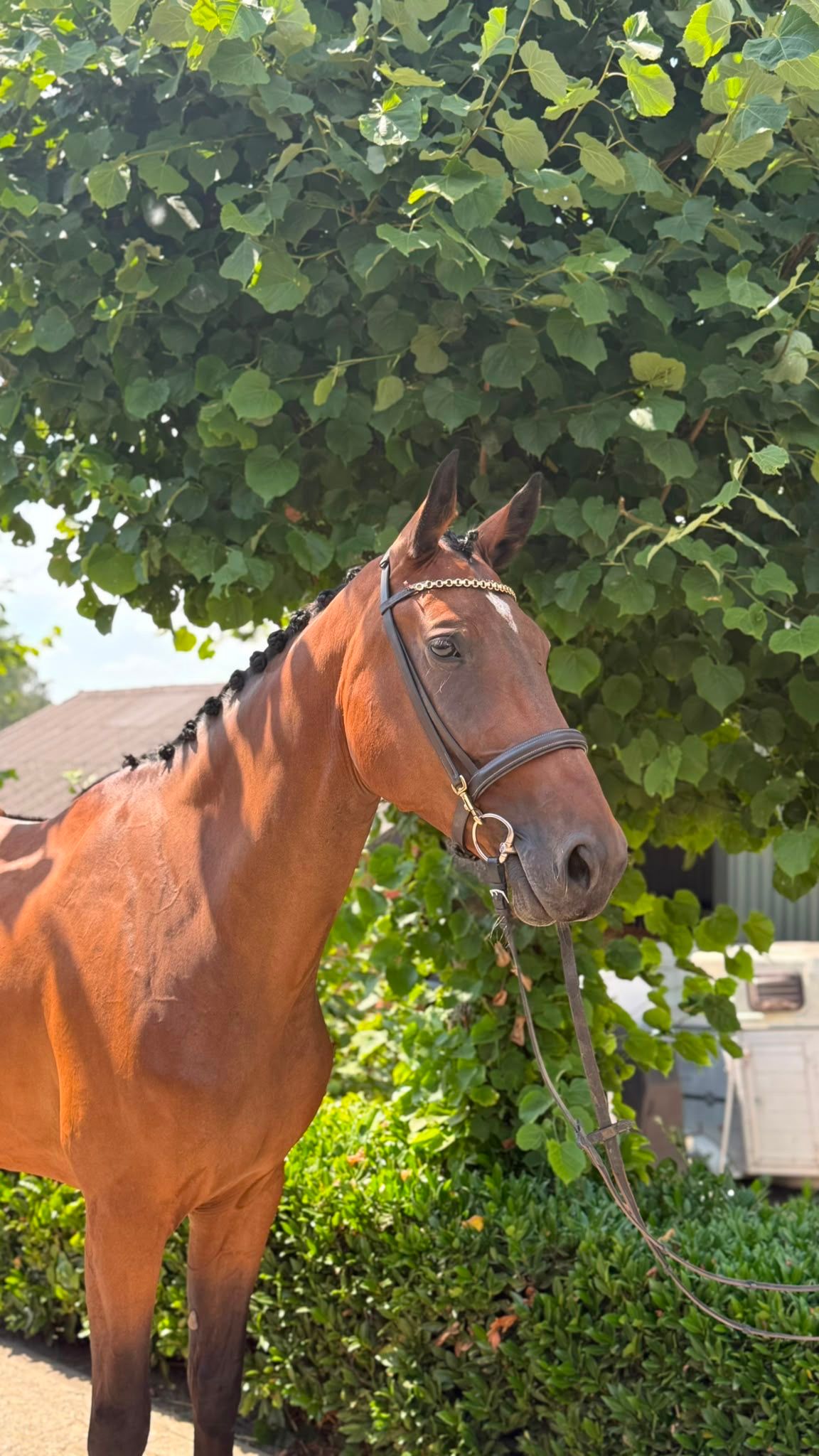 Knappe 9-jarige merrie