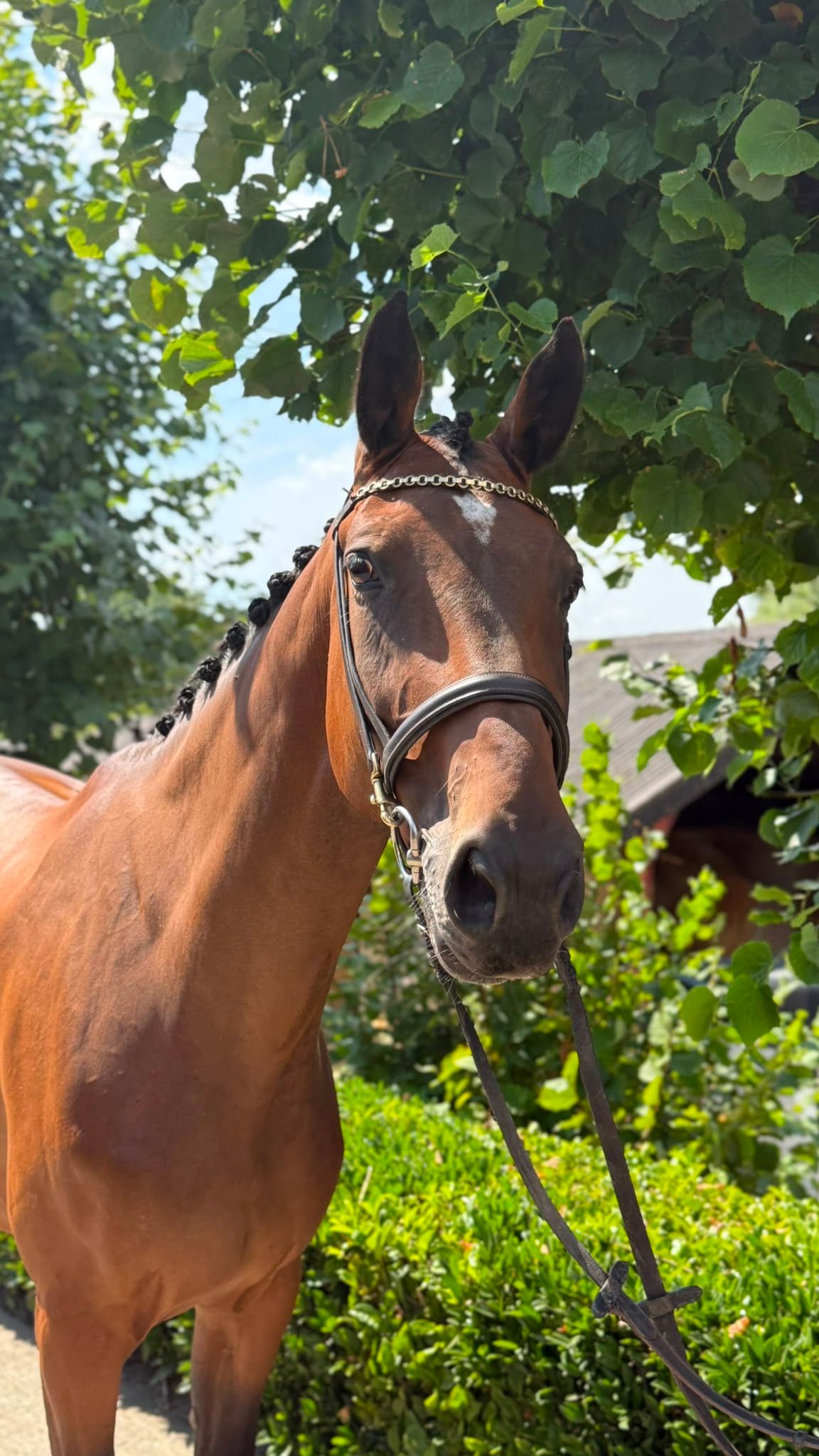 westfalen dressuurpaard merrie 9 jaar bruin te koop - Foto 3