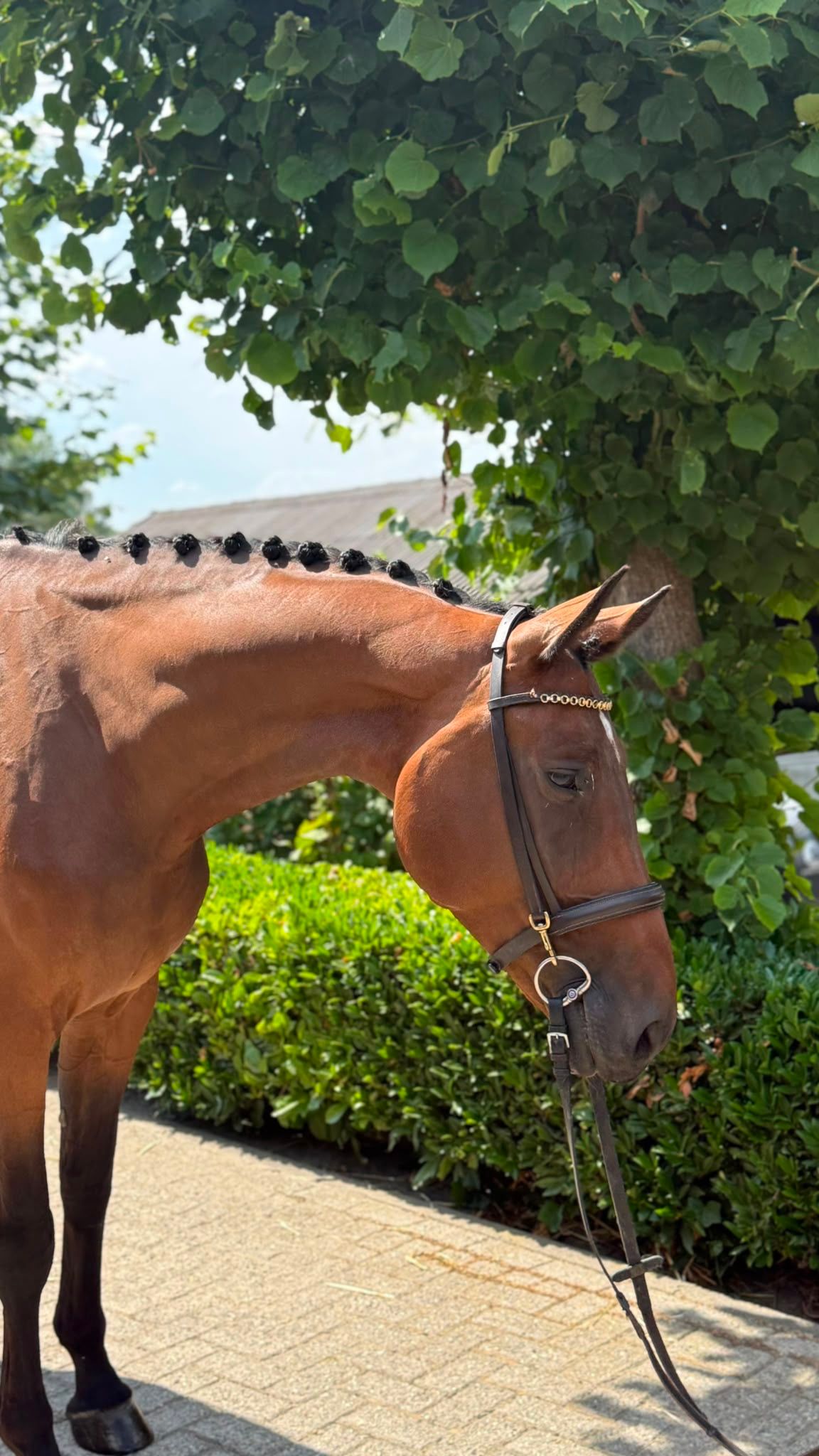 westfalen dressuurpaard merrie 9 jaar bruin te koop - Foto 2