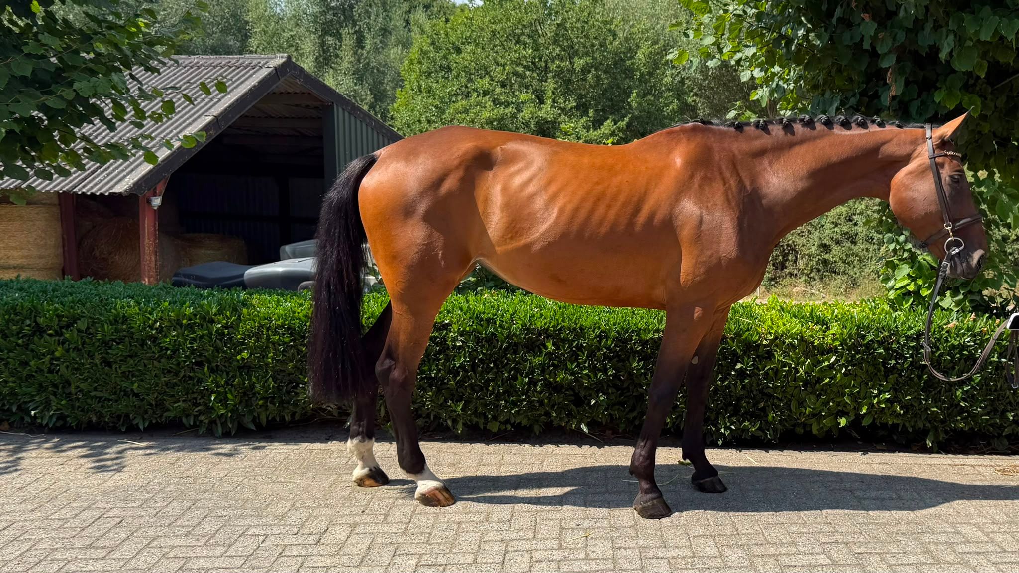 westfalen dressuurpaard merrie 9 jaar bruin te koop - Foto 4