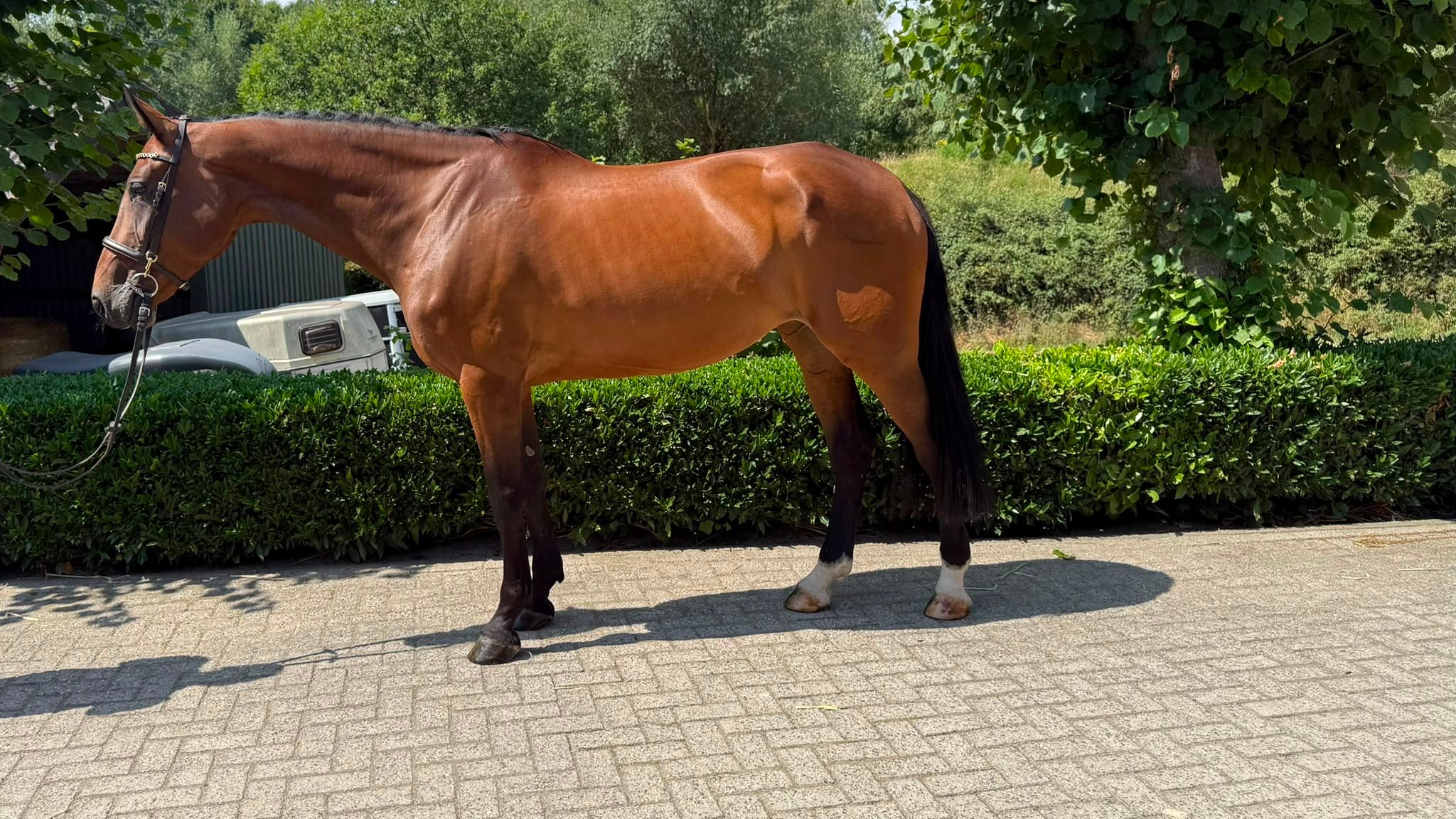 westfalen dressuurpaard merrie 9 jaar bruin te koop - Foto 5