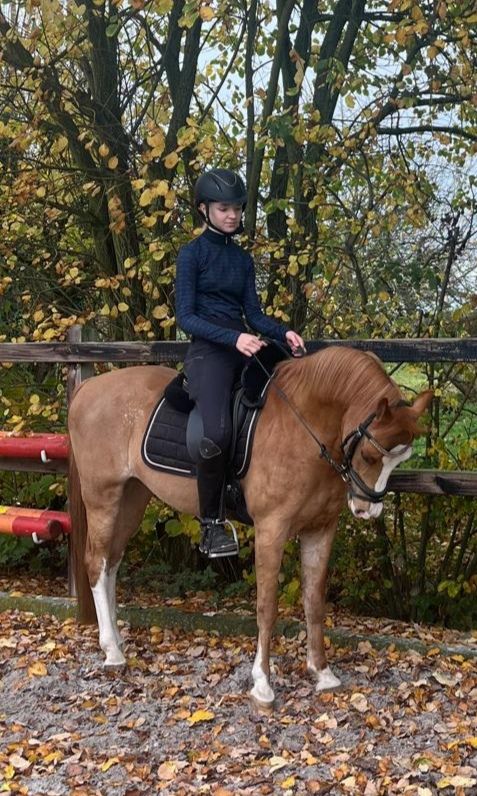 welsh dressuurpony ruin 11 سنوات vos للبيع - صورة 2