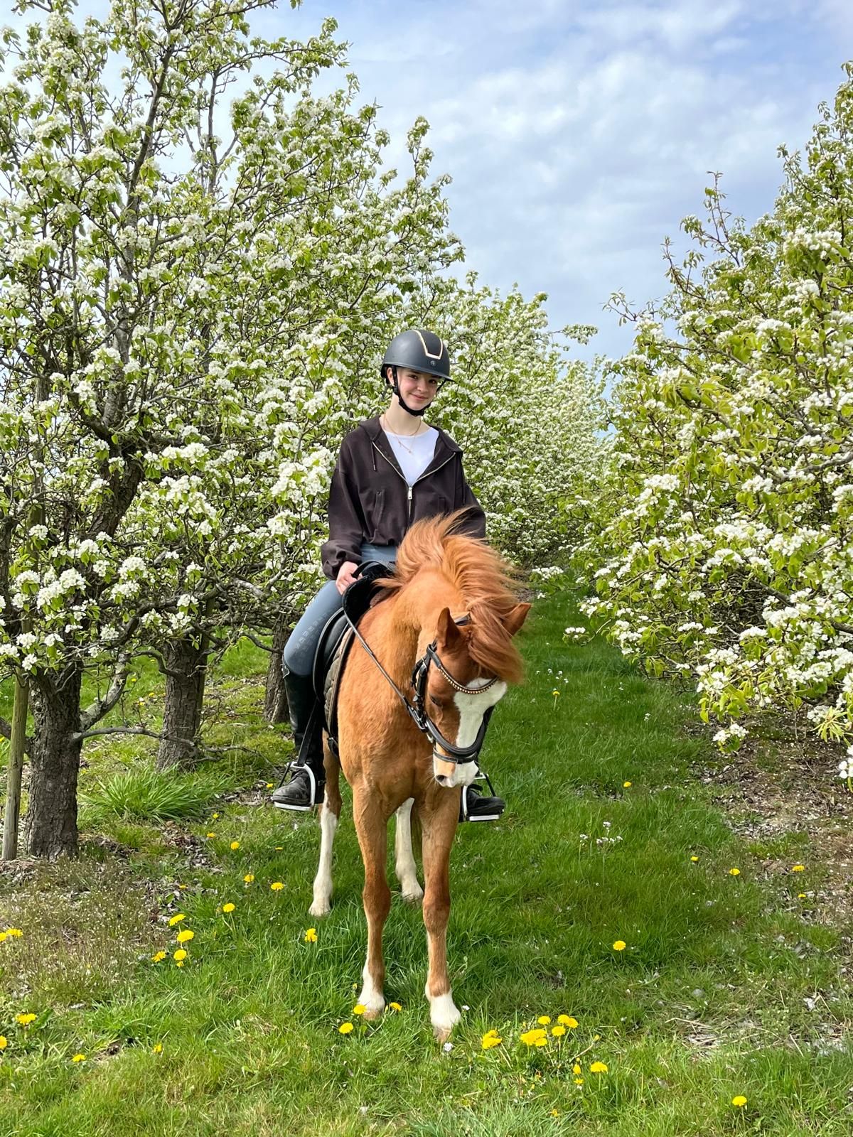 welsh dressuurpony ruin 11 سنوات vos للبيع - صورة 5