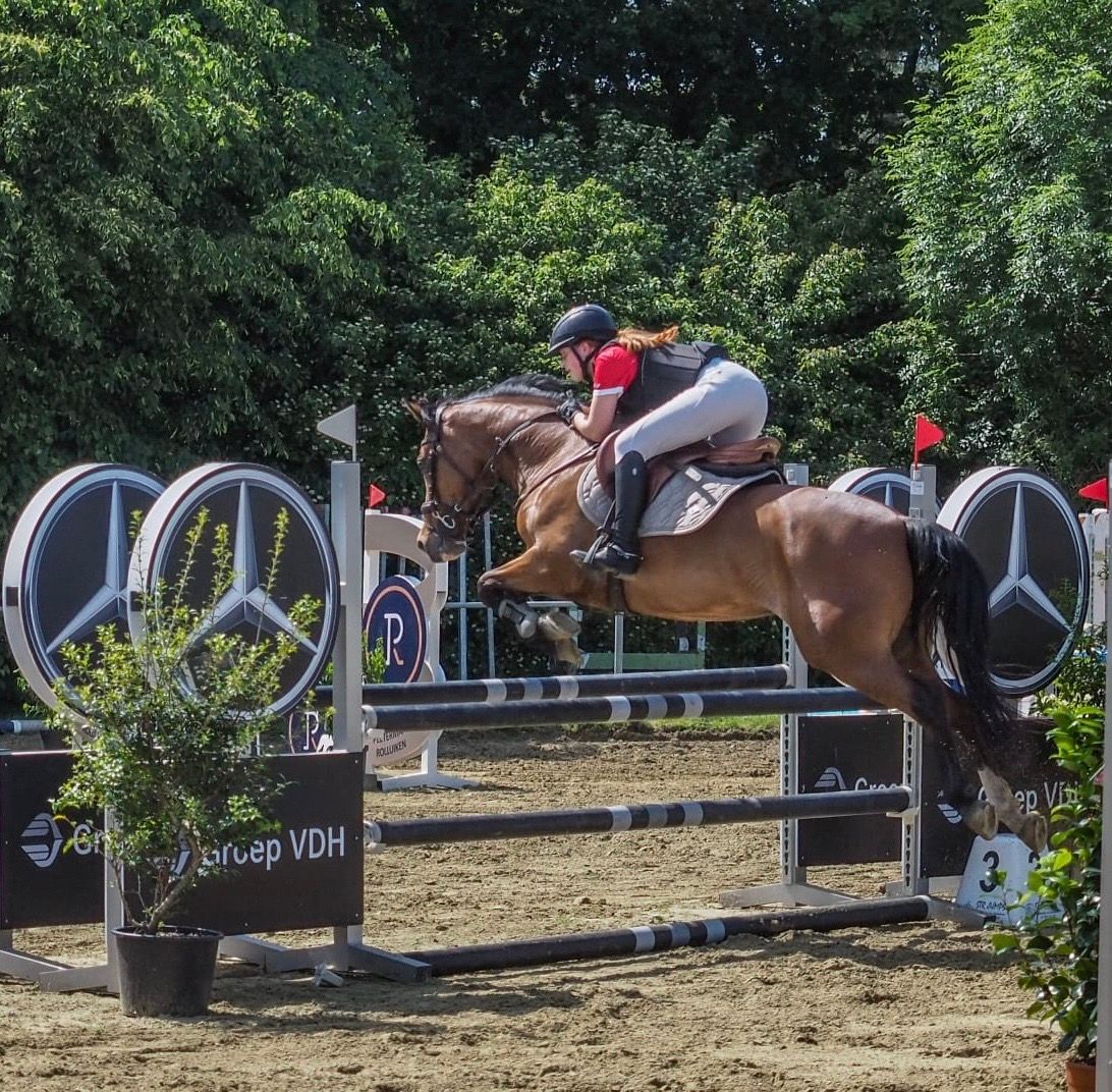 bwp allround-pony merrie 12 سنوات bruin للبيع - صورة 3