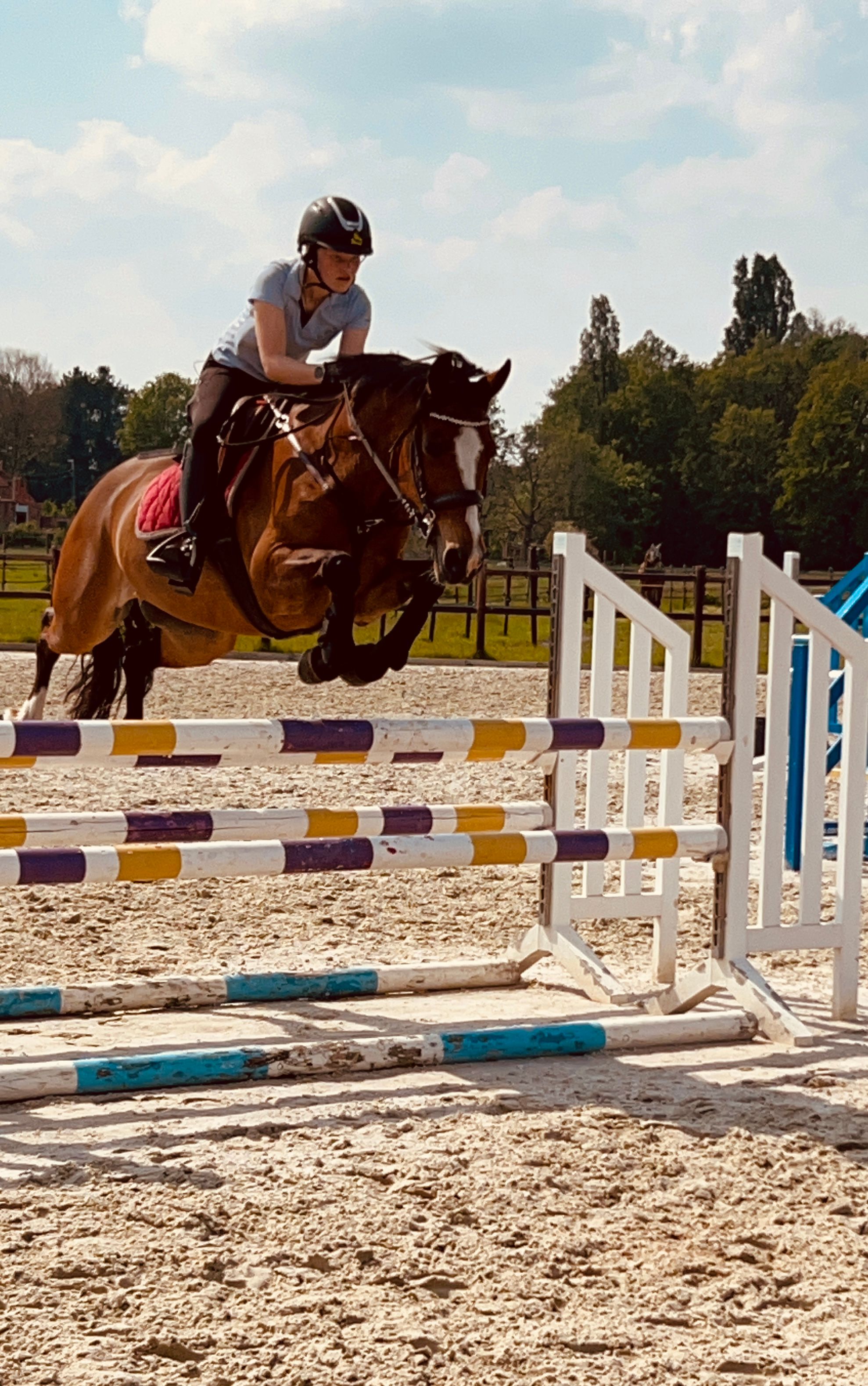 bwp allround-pony merrie 12 سنوات bruin للبيع - صورة 4