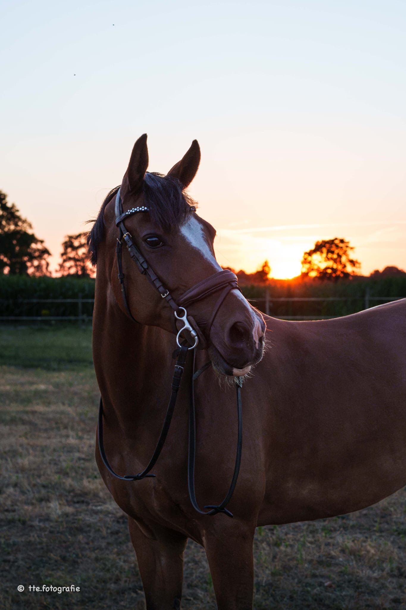 bwp allround-pony merrie 12 سنوات bruin للبيع - صورة 2