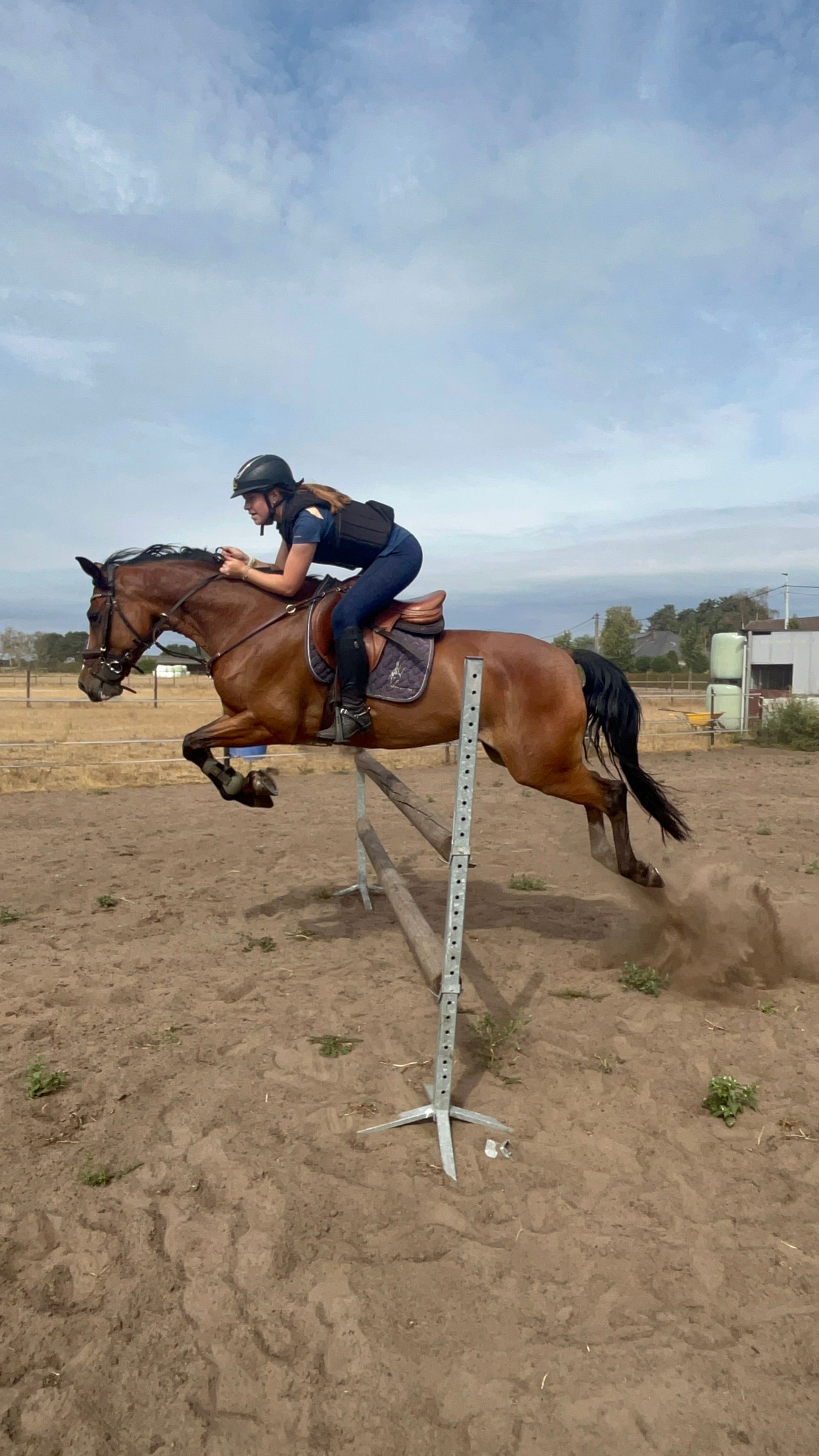 bwp allround-pony merrie 12 سنوات bruin للبيع - صورة 5
