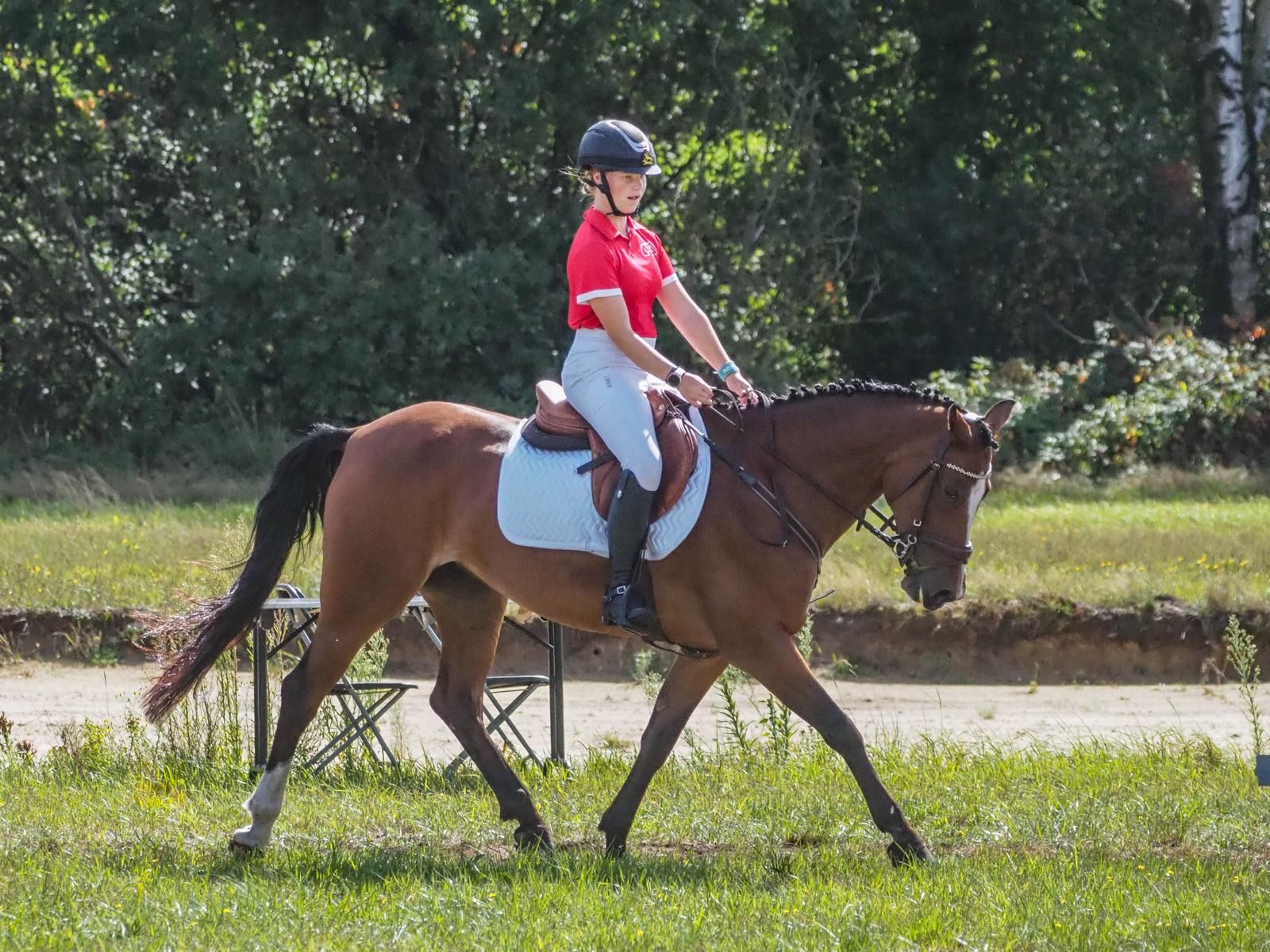 bwp allround-pony merrie 12 سنوات bruin للبيع - صورة 6