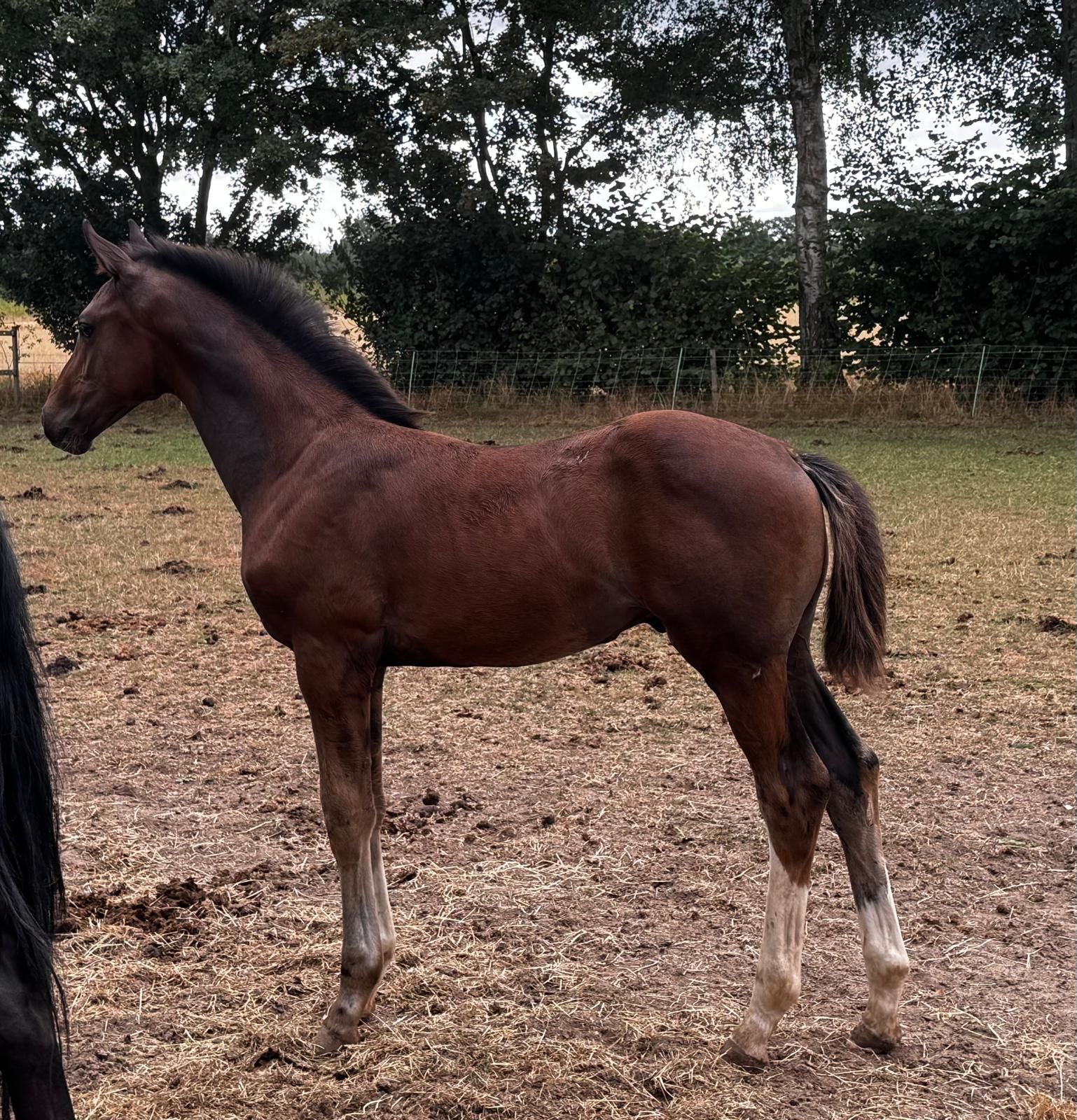 kwpn dressuurpaard hengst 0 Jahre alt bruin zu verkaufen - Foto 2