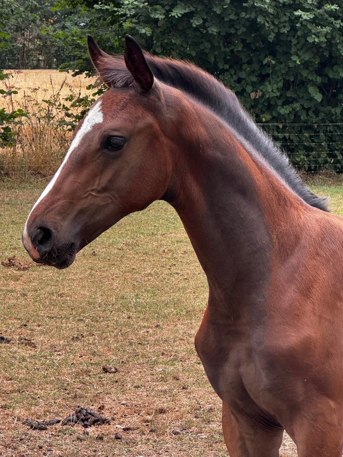 kwpn dressuurpaard hengst 0 Jahre alt bruin zu verkaufen - Foto 3