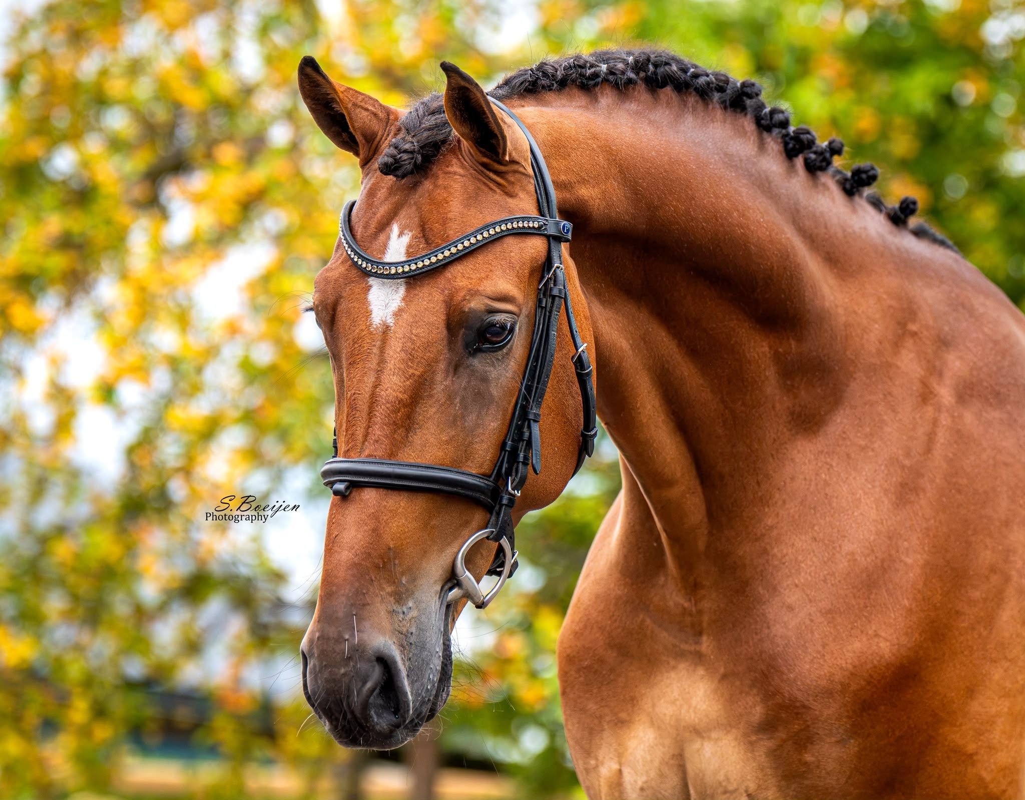 Zeer fijn leuk en mooi paard te koop