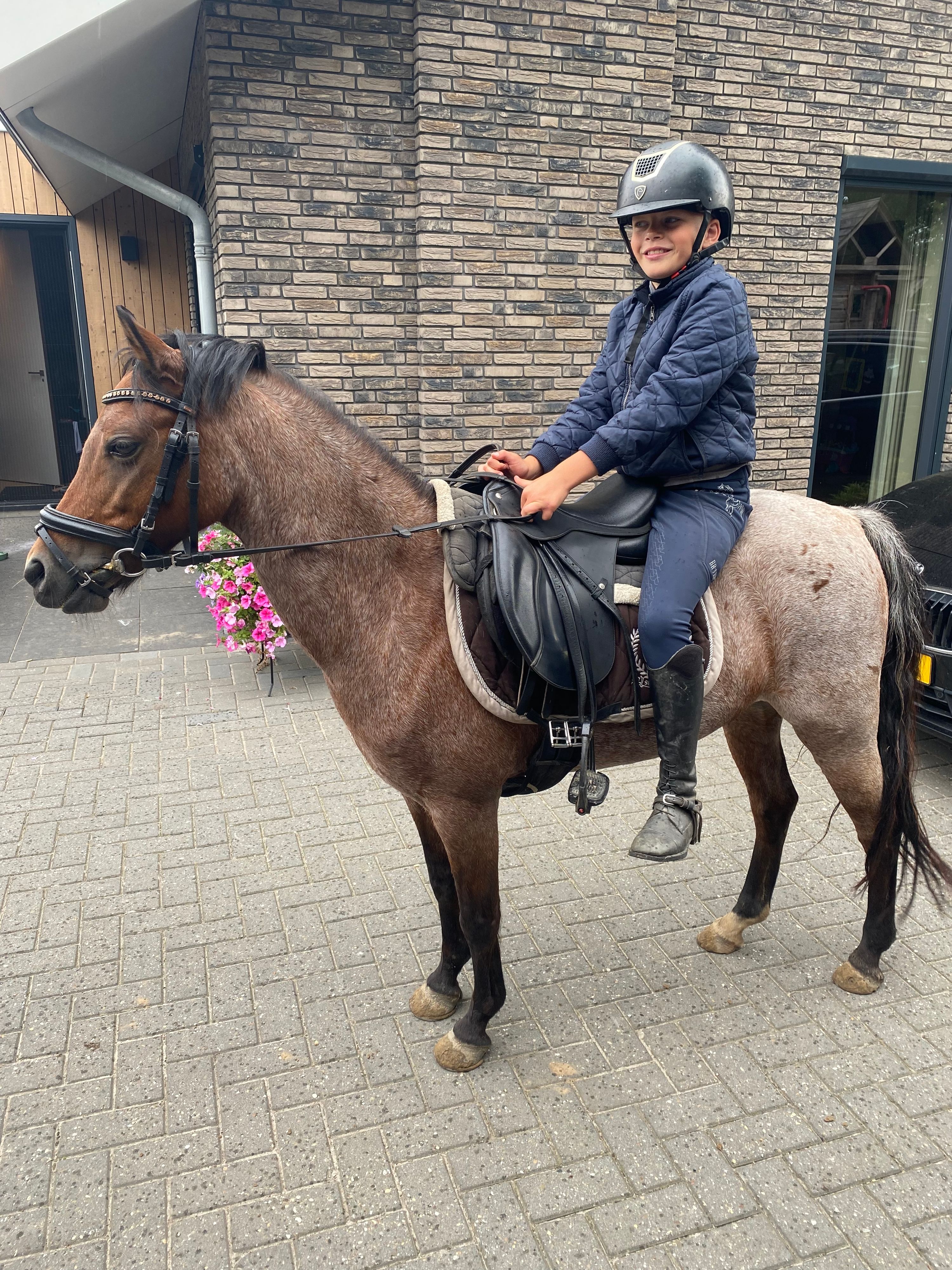 welsh-cob allround-pony merrie 11 år roan til salg - Foto 4