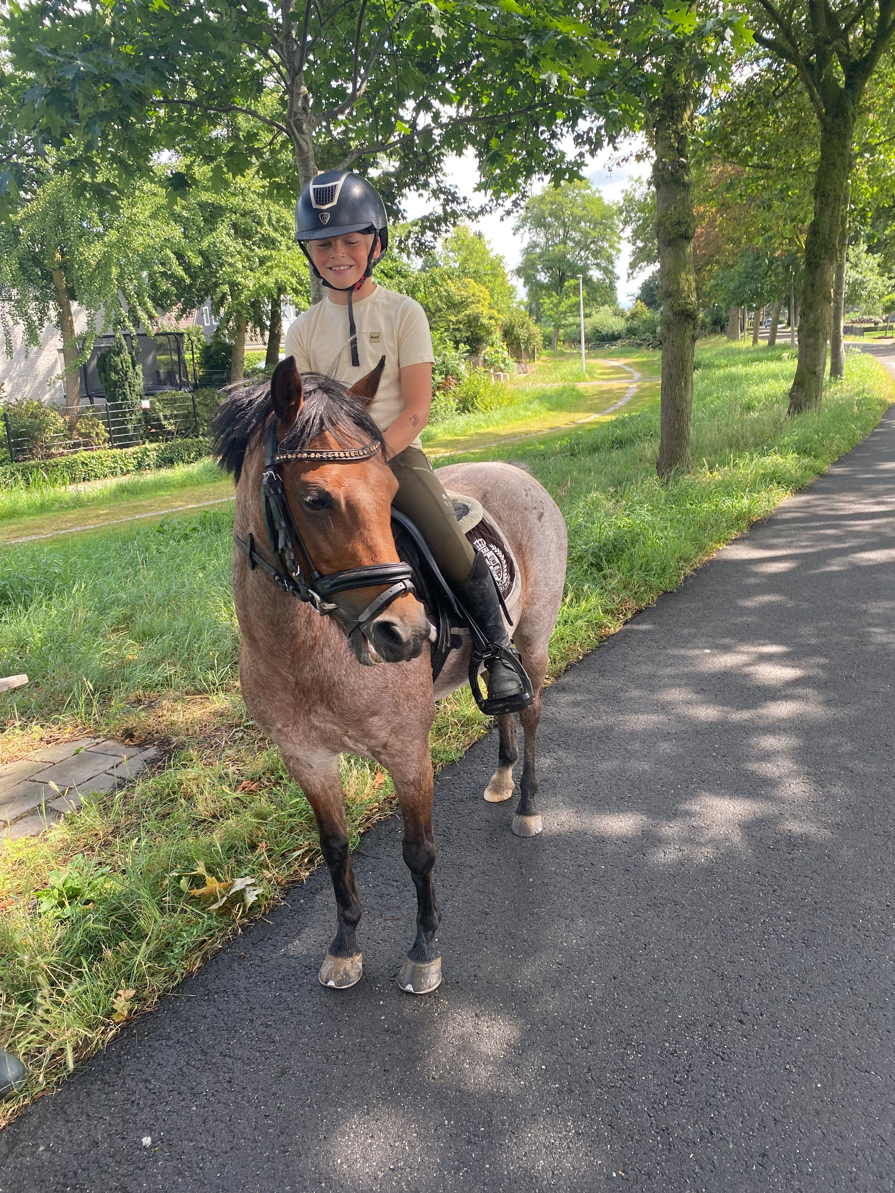 welsh-cob allround-pony merrie 11 år roan til salg - Foto 2