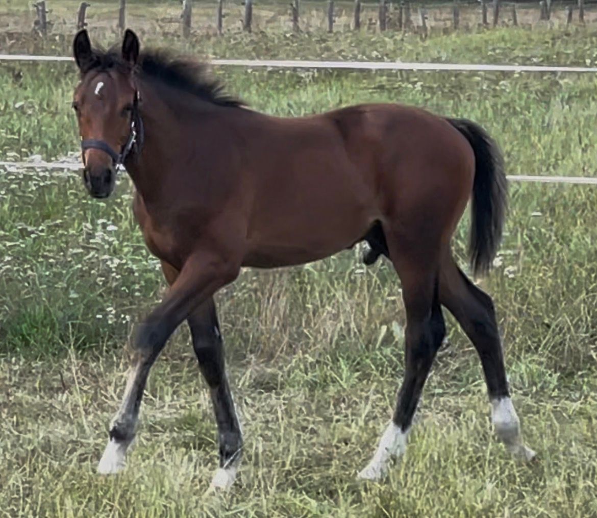 Schickes Springfohlen von CHACCO DDH x Le KANNAN x CONCORDE