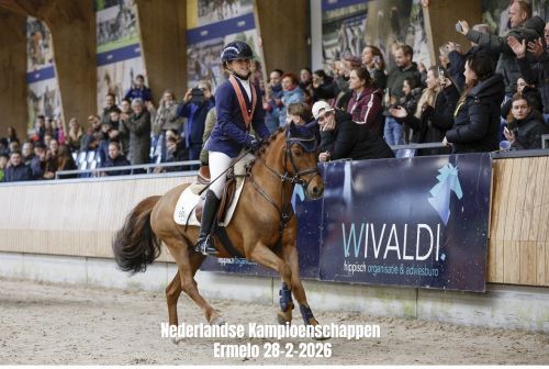 allround-pony ruin 8 Jahre alt vos zu verkaufen - Foto 5