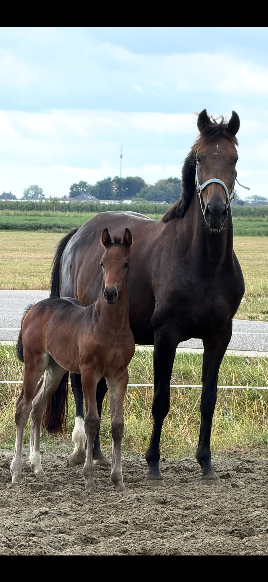 Beautiful foal by First Toto