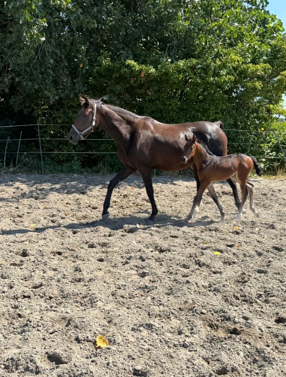 kwpn dressuurpaard merrie 0 år donkerbruin till salu - Foto 2