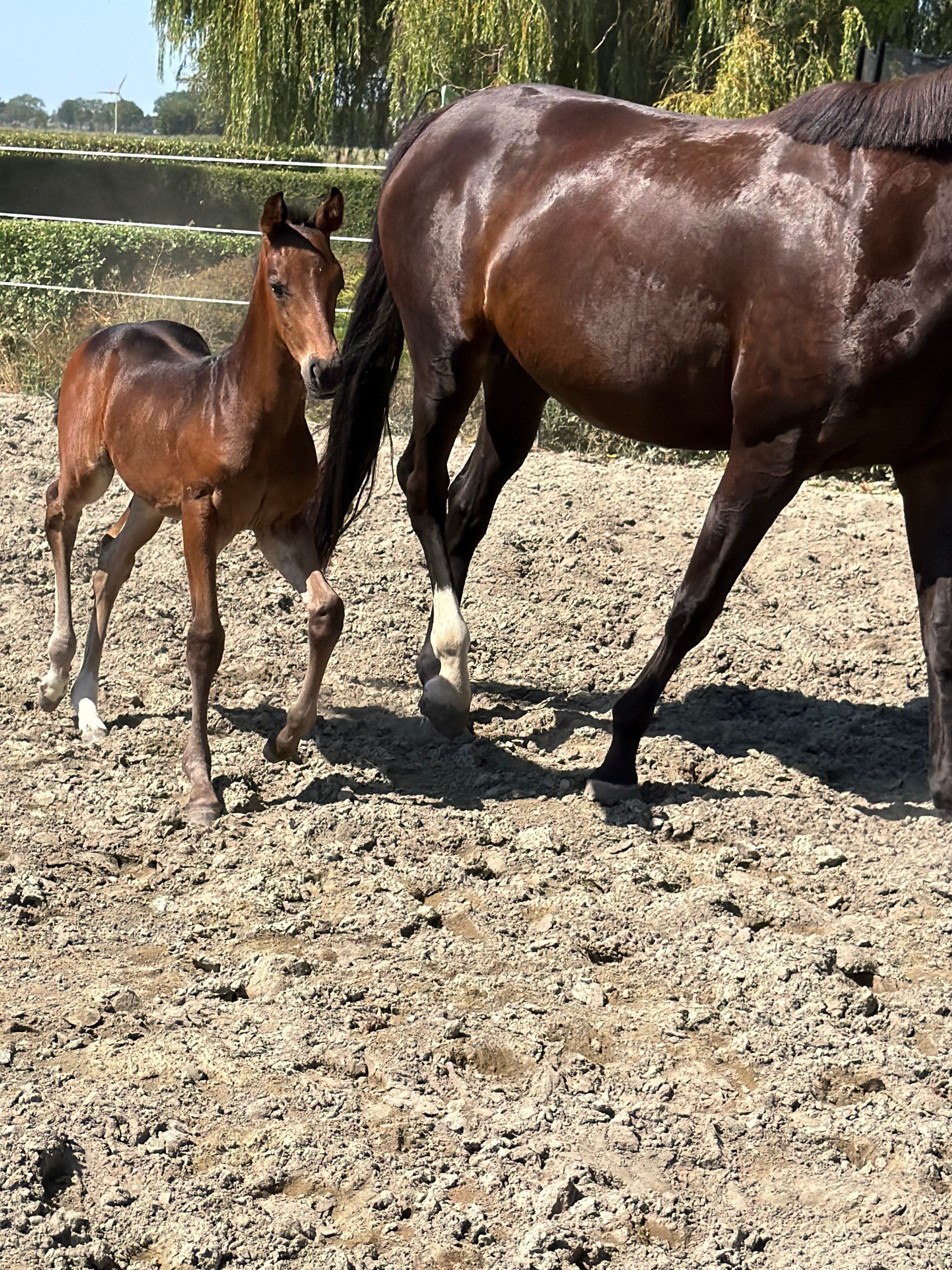 kwpn dressuurpaard merrie 0 år donkerbruin till salu - Foto 4