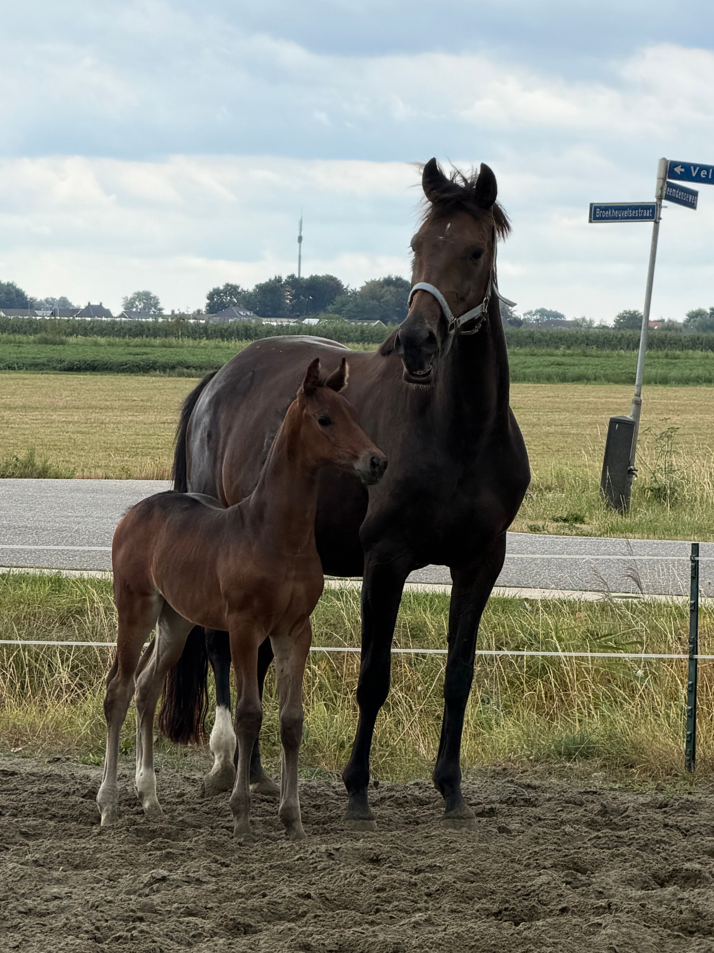 kwpn dressuurpaard merrie 0 år donkerbruin till salu - Foto 3