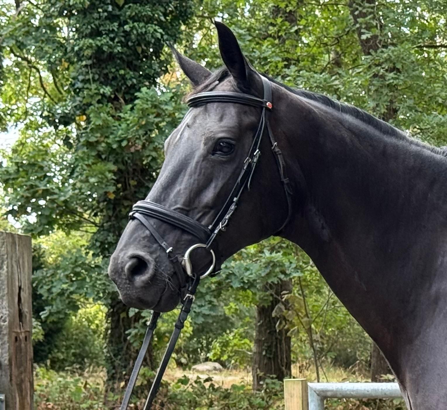 kwpn dressuurpaard merrie 10 let zwart na prodej - Foto 2