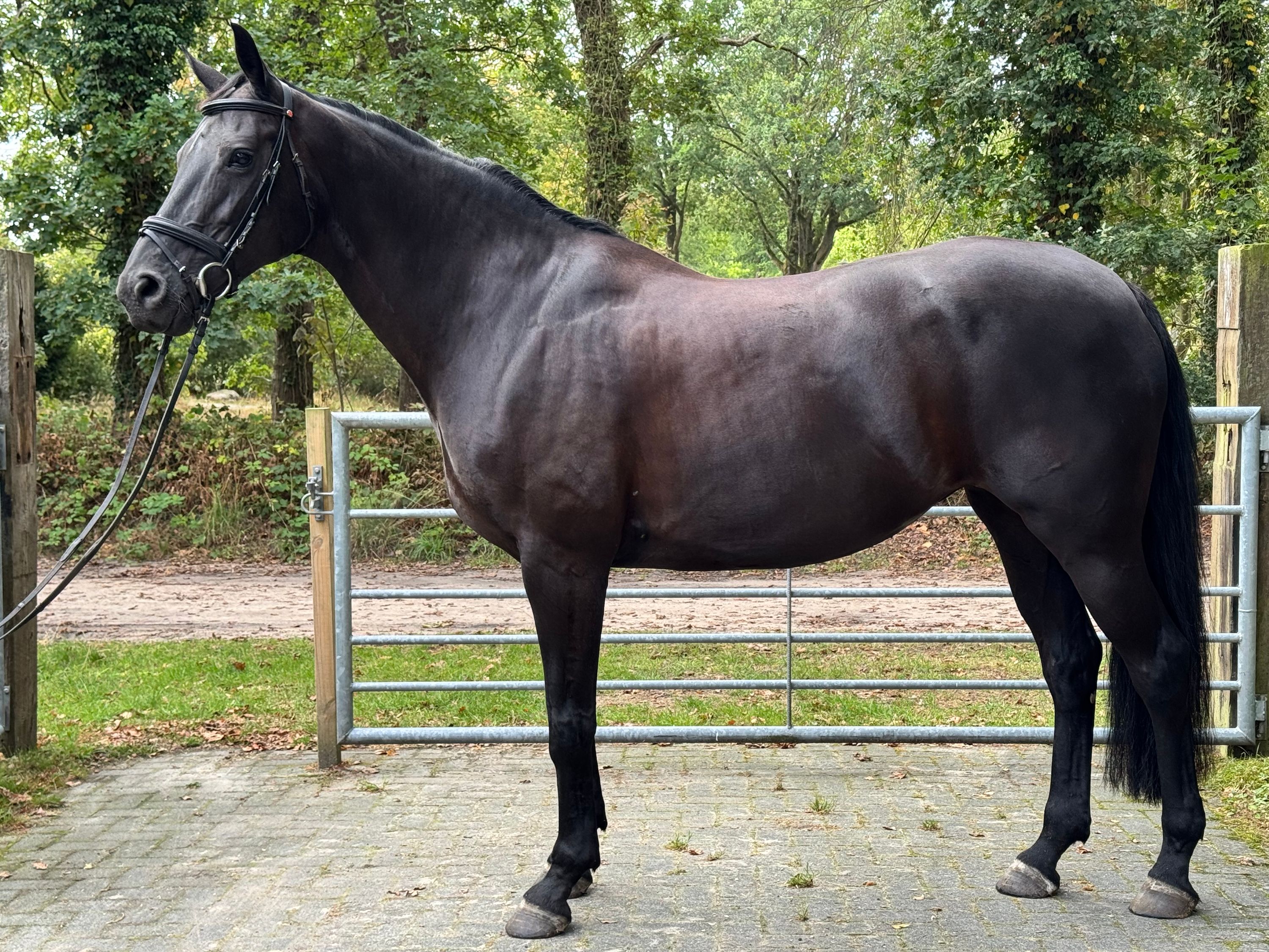kwpn dressuurpaard merrie 10 let zwart na prodej - Foto 3