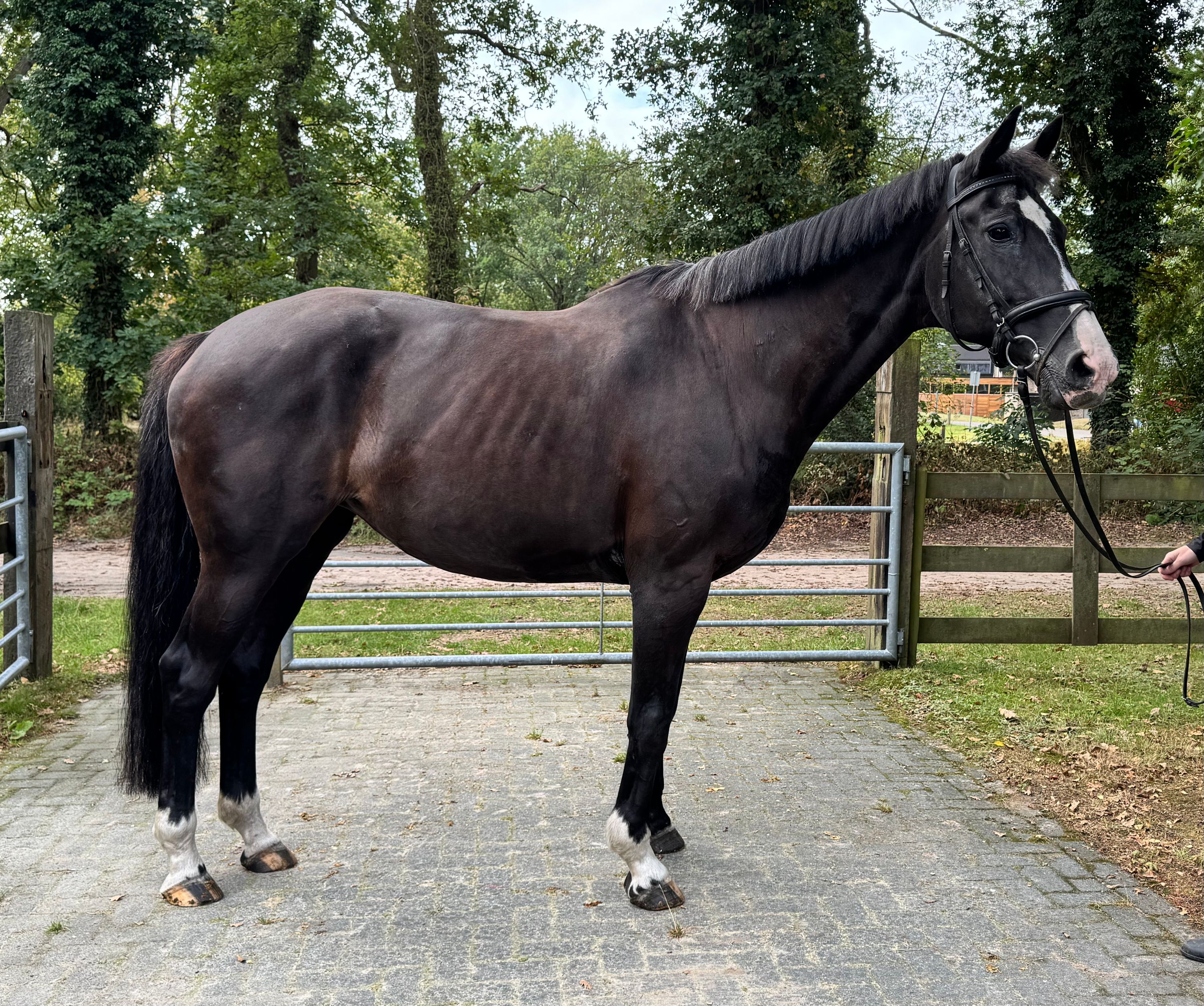 kwpn recreatie-paard merrie 18 سنوات zwart للبيع - صورة 2