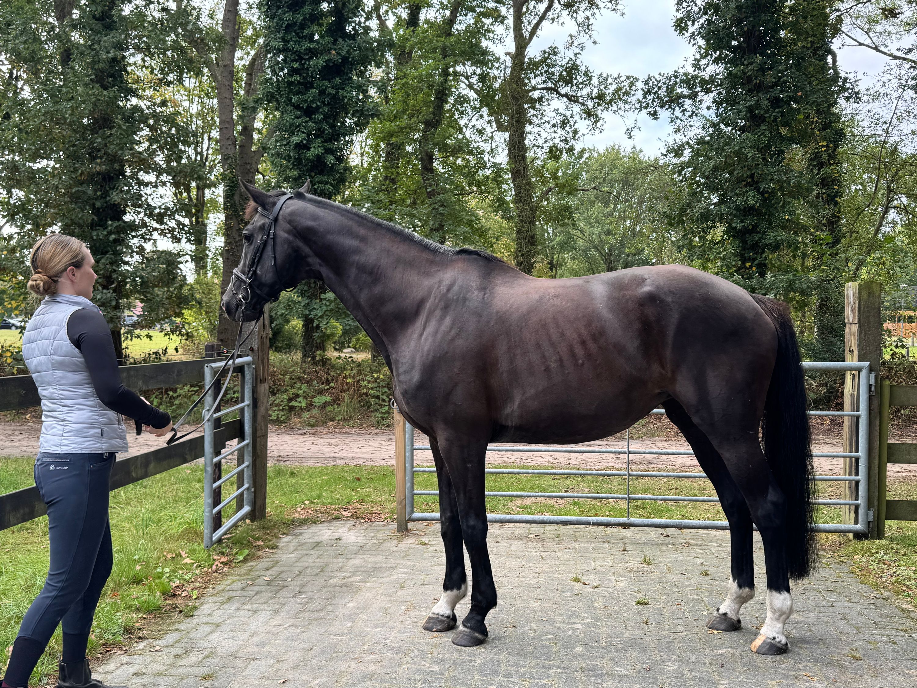 kwpn recreatie-paard merrie 18 سنوات zwart للبيع - صورة 3
