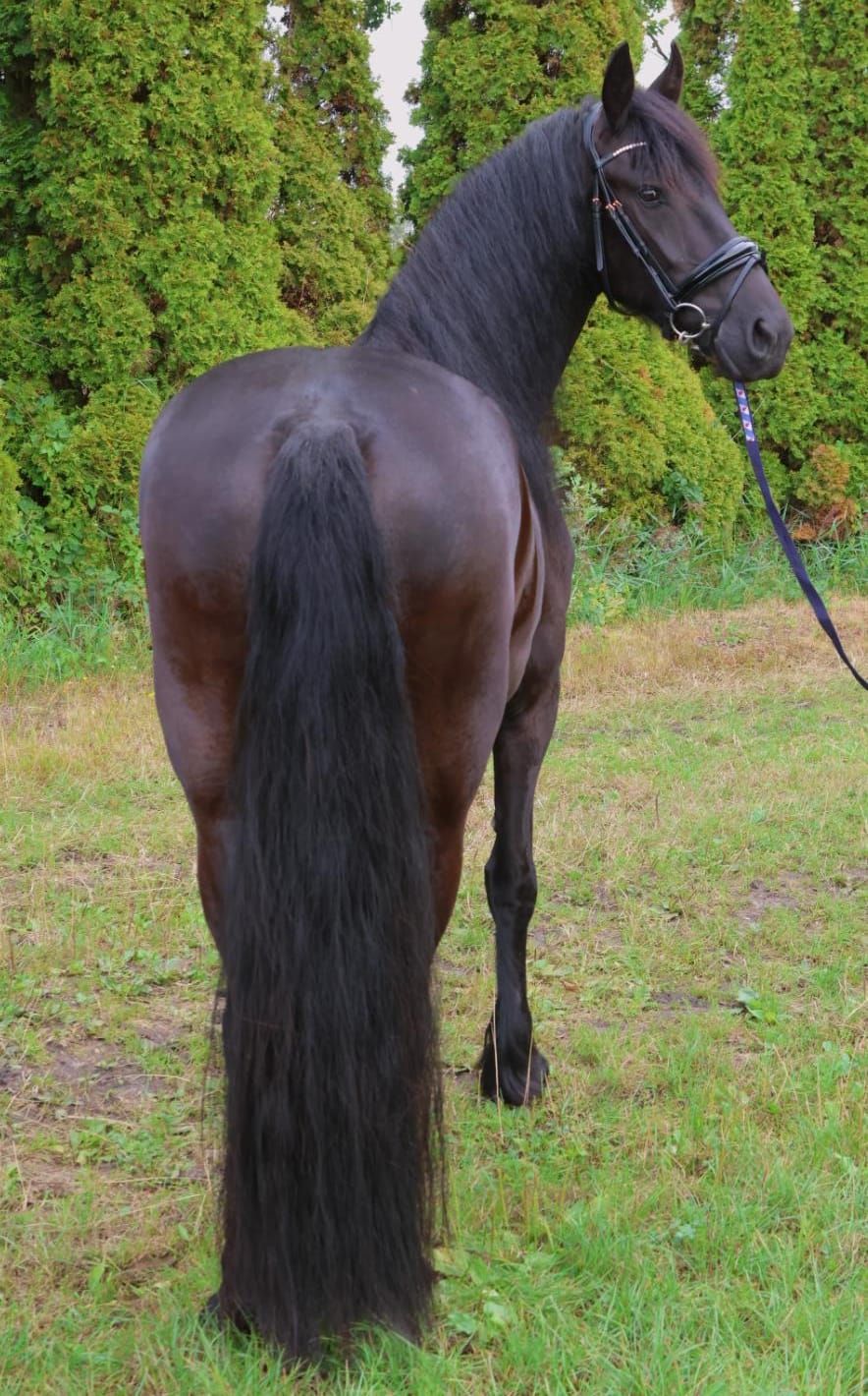 fries merrie 4 år zwart till salu - Foto 3
