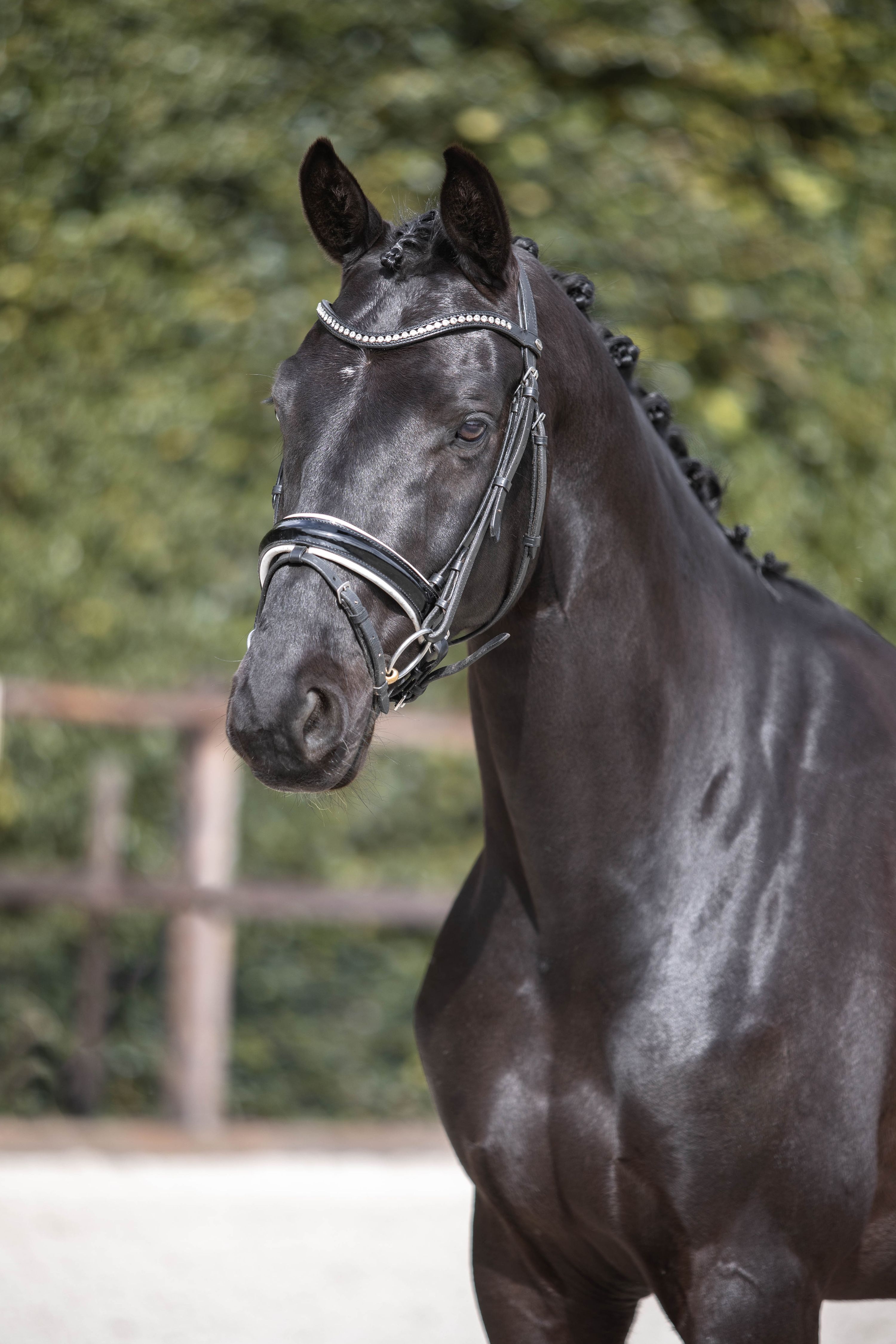 kwpn dressuurpaard ruin 6 anni zwart in vendita - Foto 2