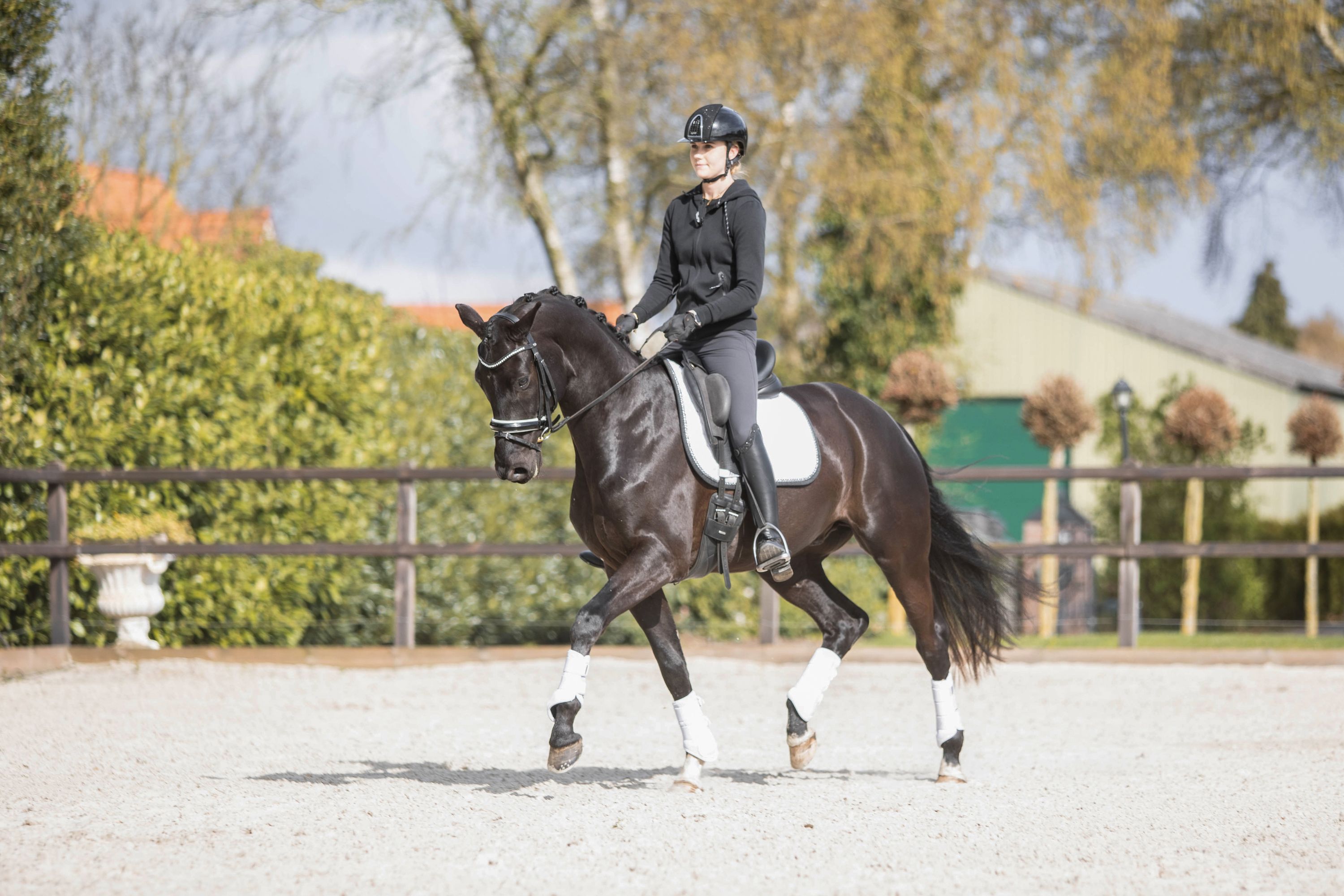 kwpn dressuurpaard ruin 6 anni zwart in vendita - Foto 3