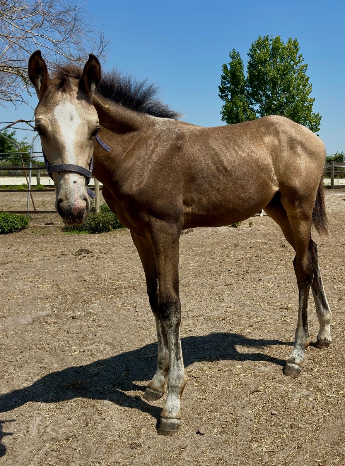bwp springpaard merrie 0 let andere-kleur na prodej - Foto 3