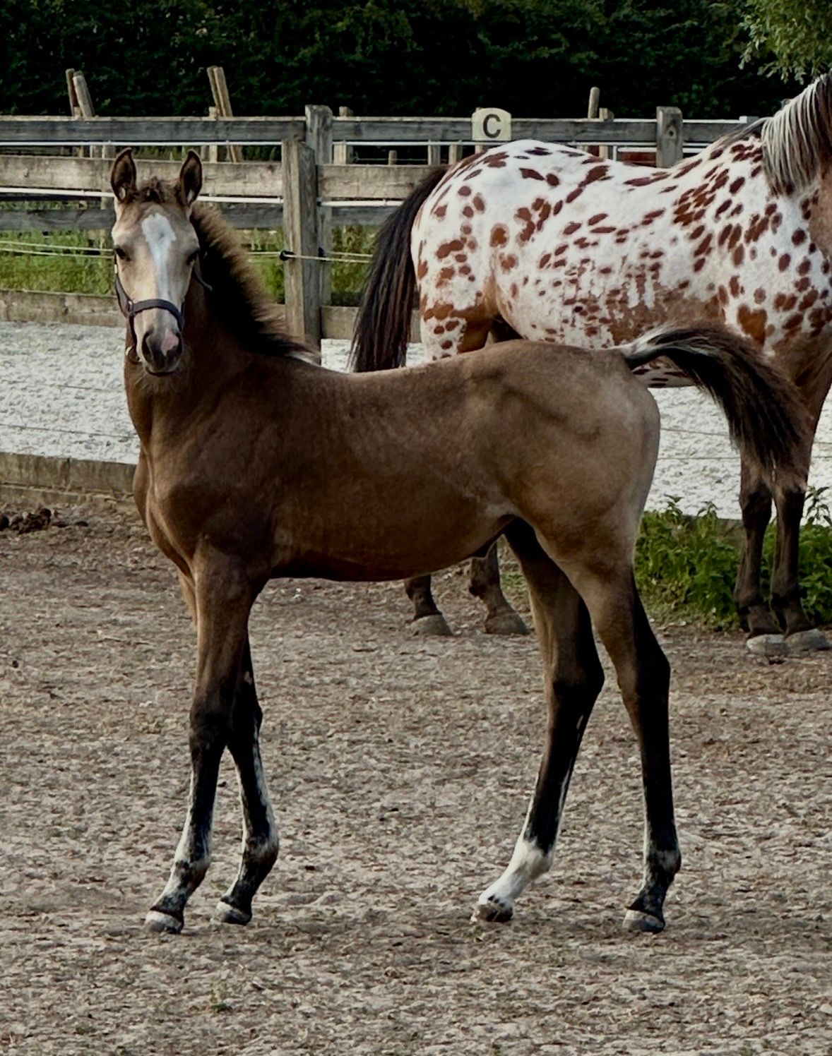 Buckskin filly foal